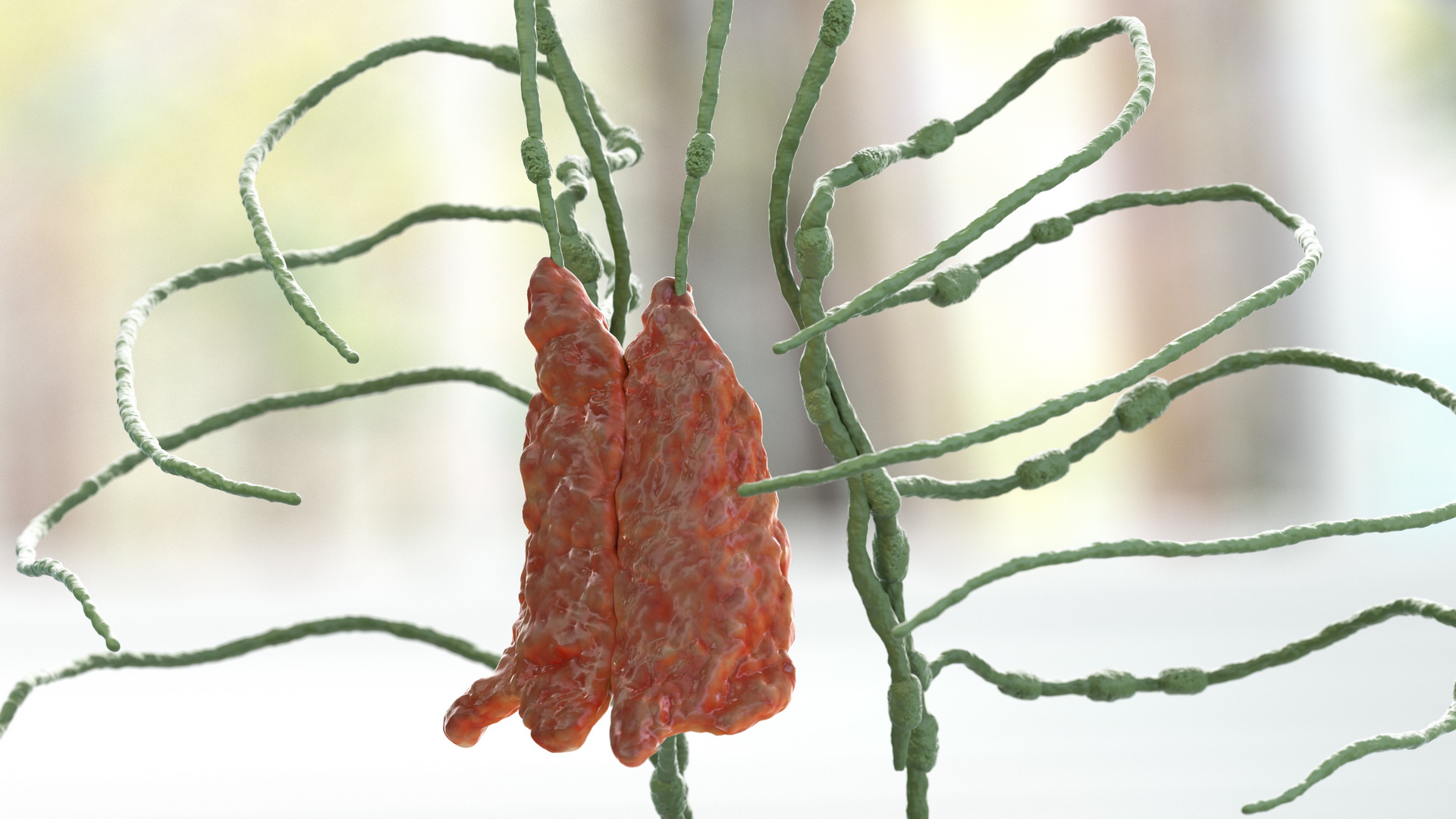 3D Human Torso Lymphatic System model