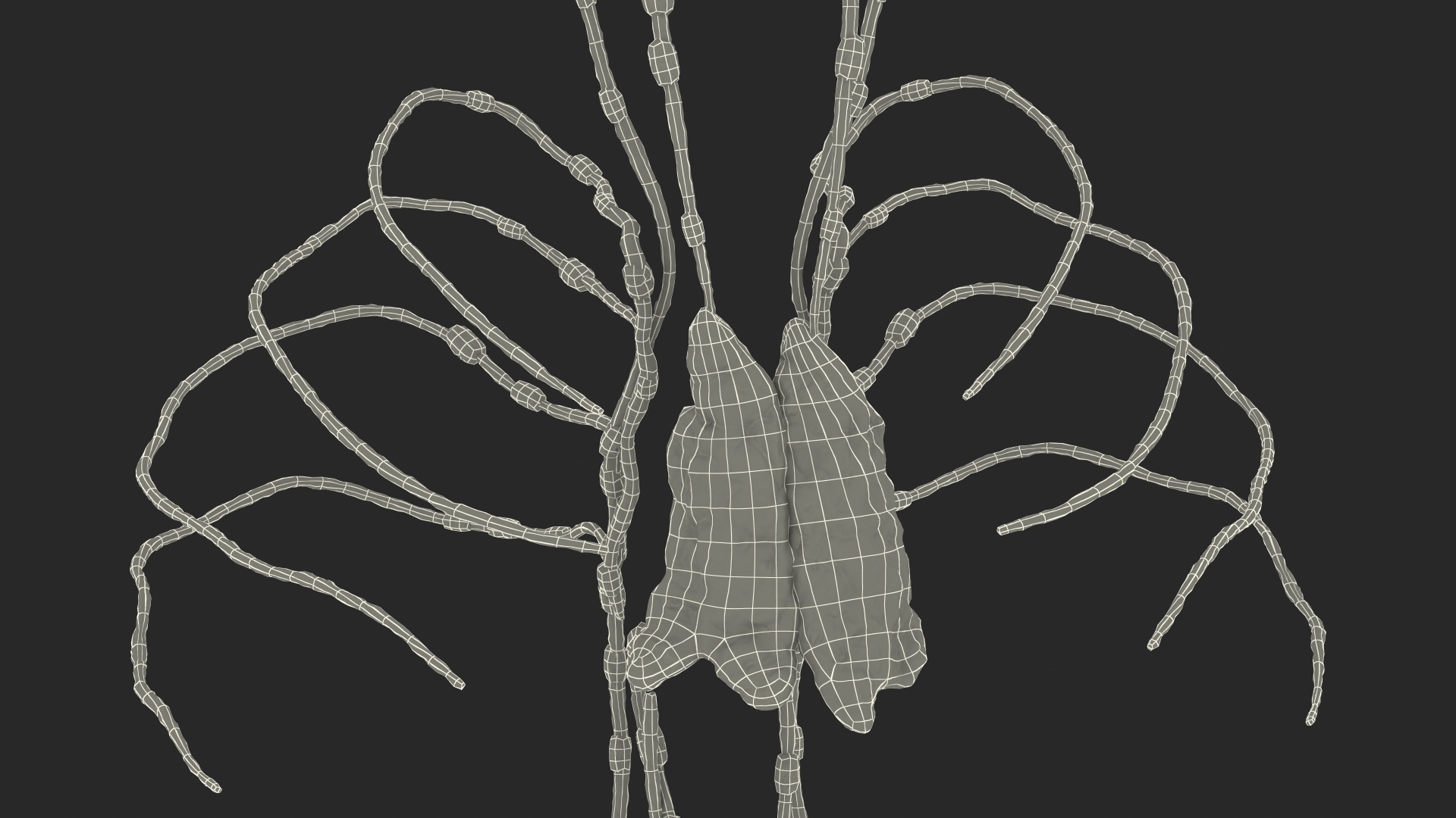 3D Human Torso Lymphatic System model