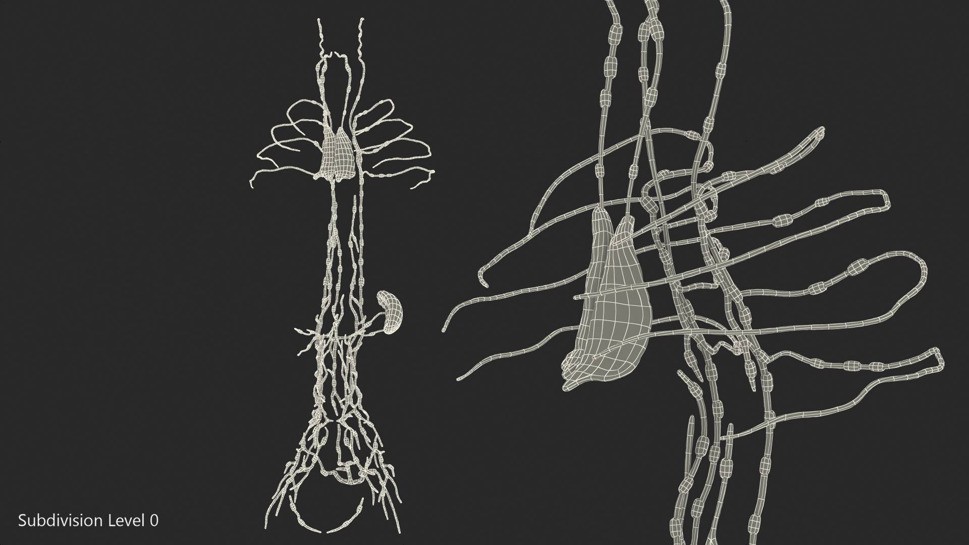 3D Human Torso Lymphatic System model