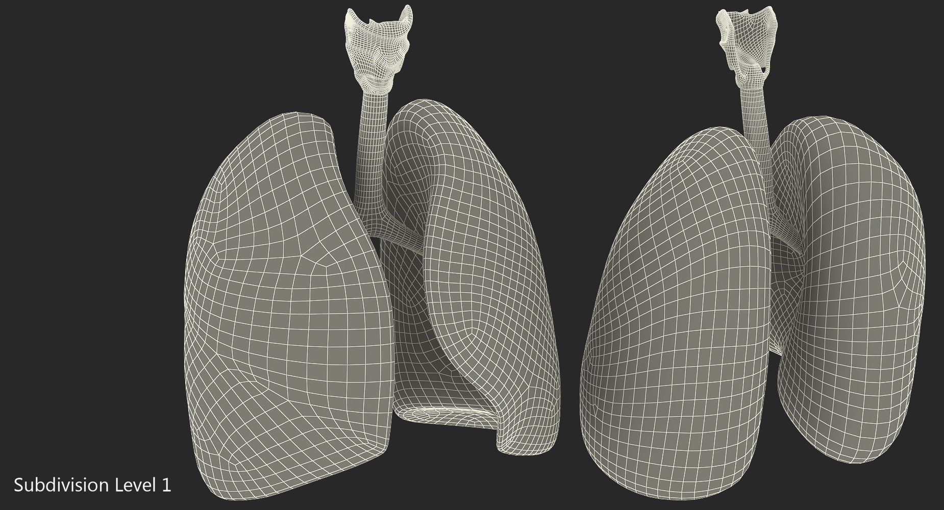 Lung Anatomy 3D