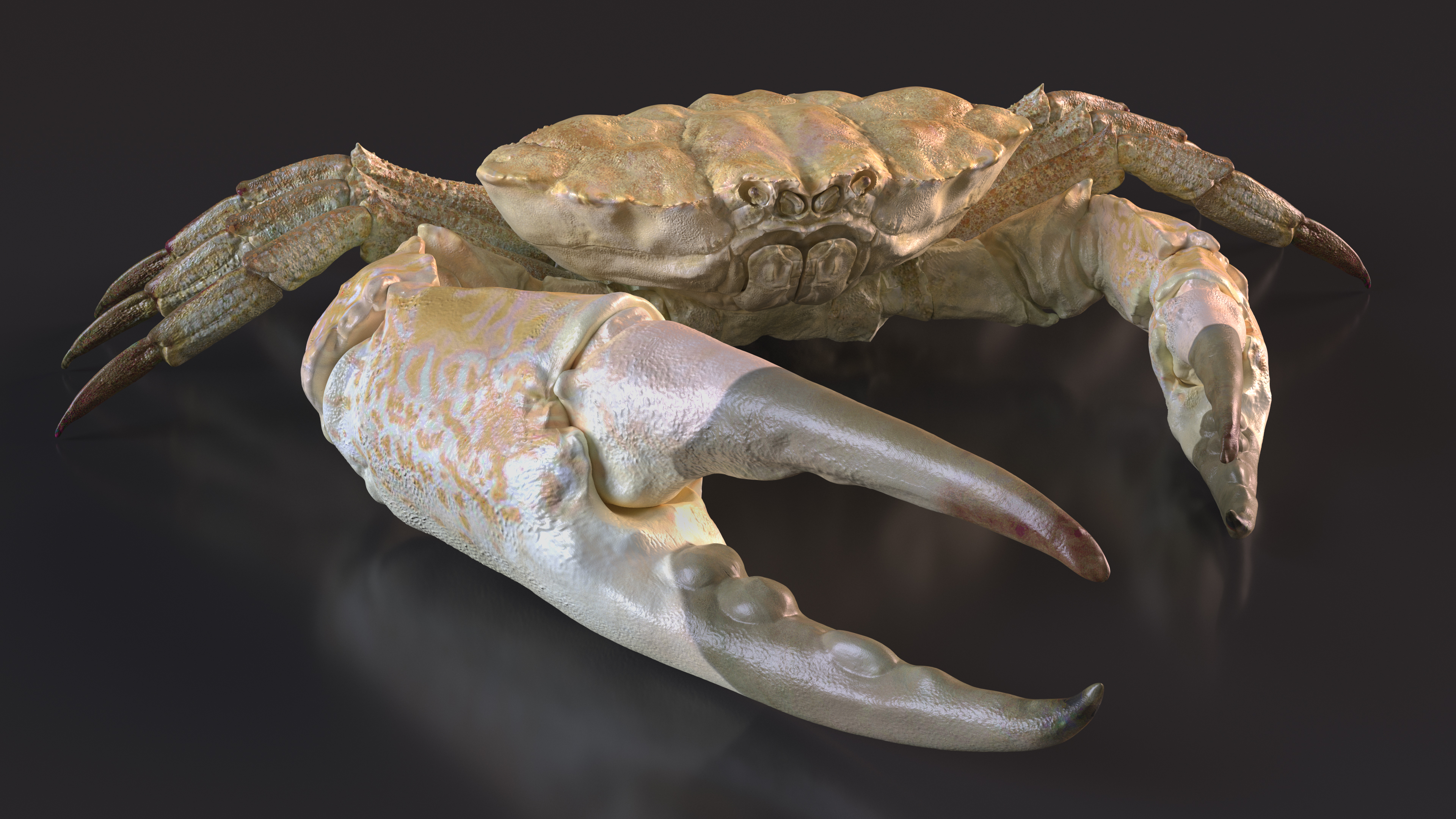 3D model Pseudocarcinus Gigas