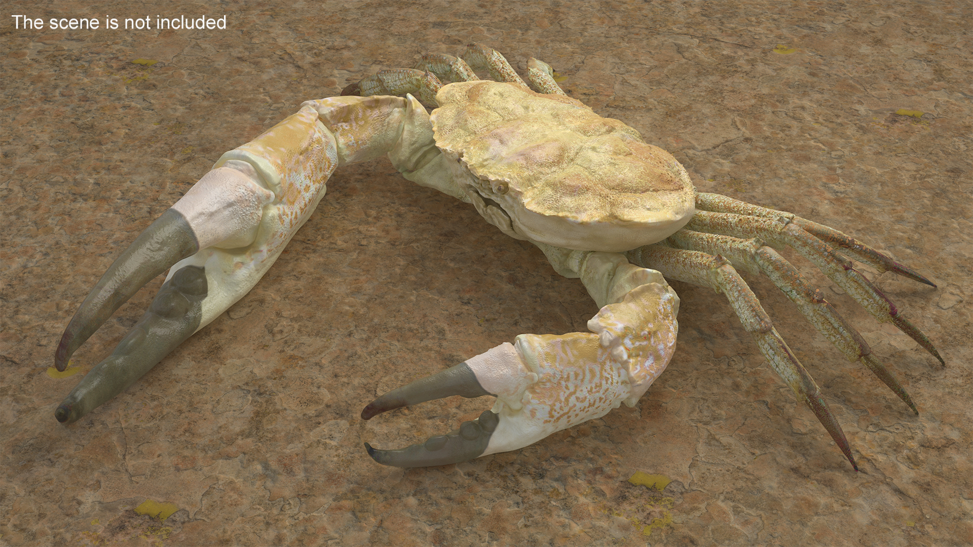 3D model Pseudocarcinus Gigas