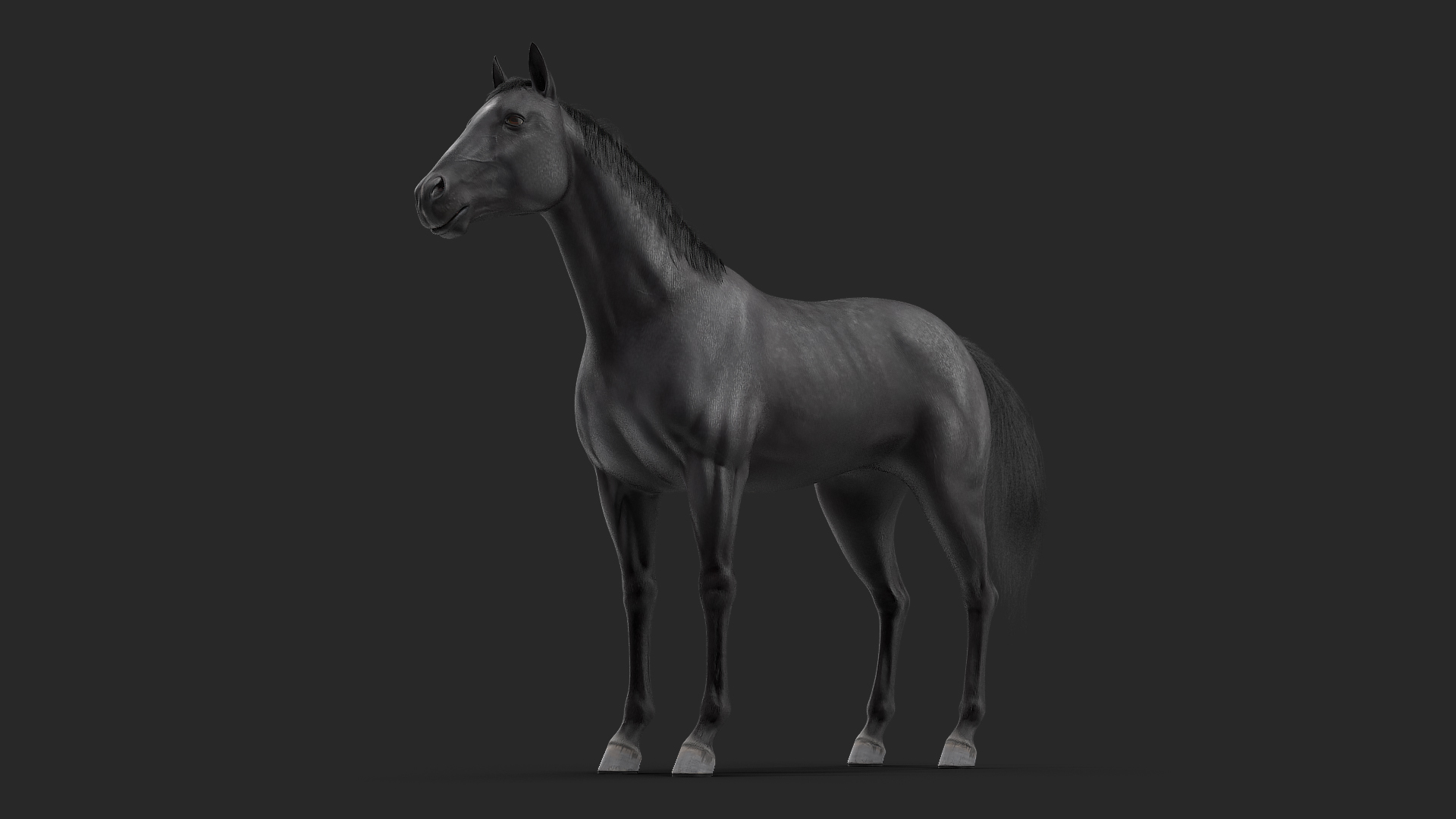 3D model Black Horse Fur