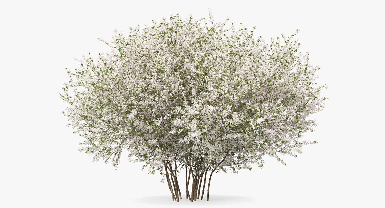 3D Bush Linnaea Amabilis