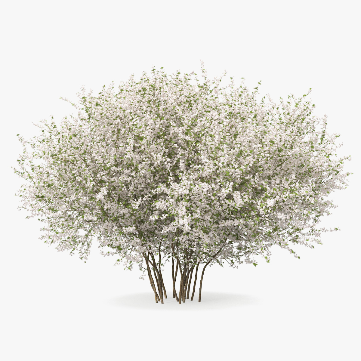 Linnaea Amabilis, view 3