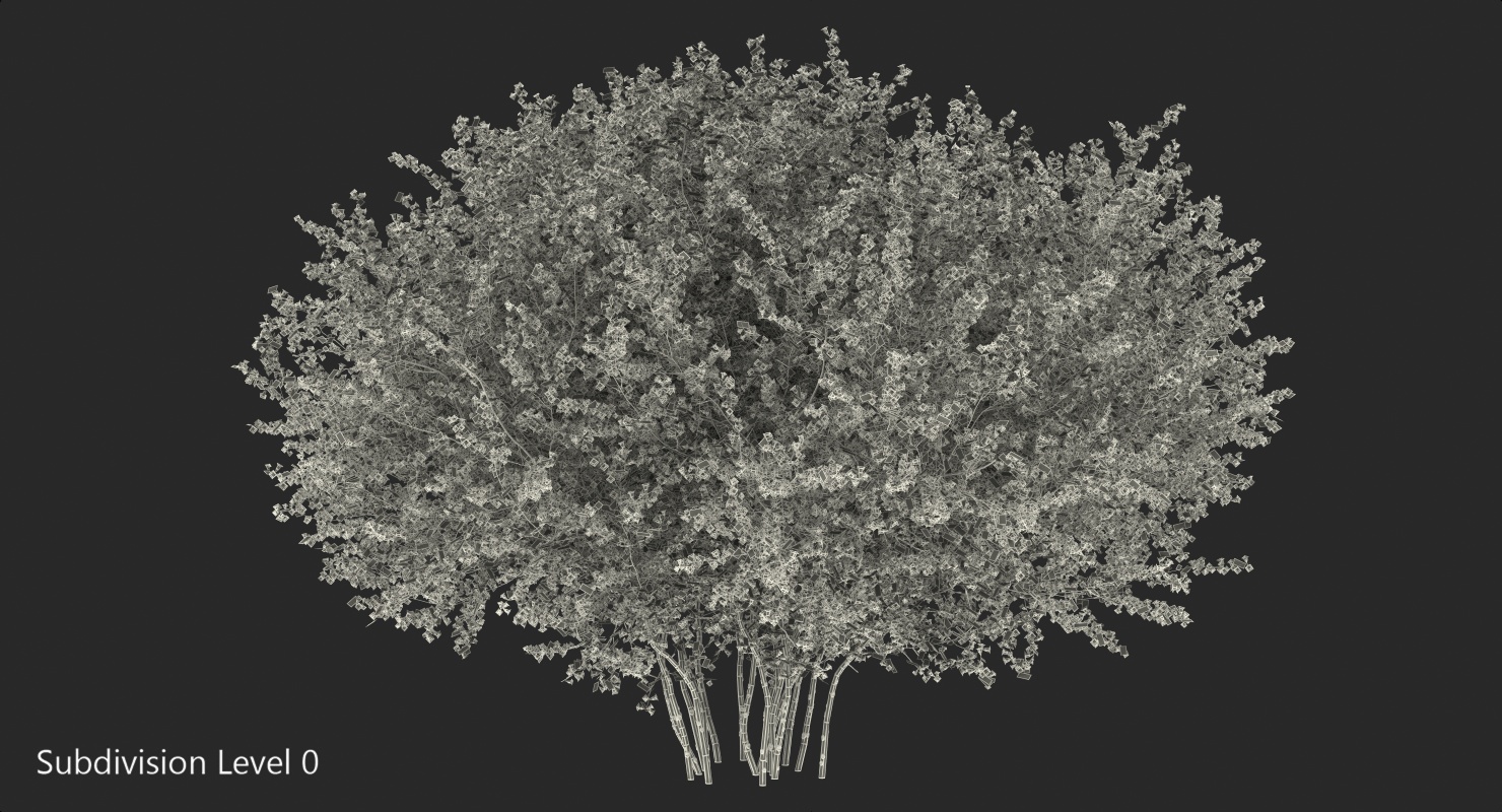 3D Bush Linnaea Amabilis