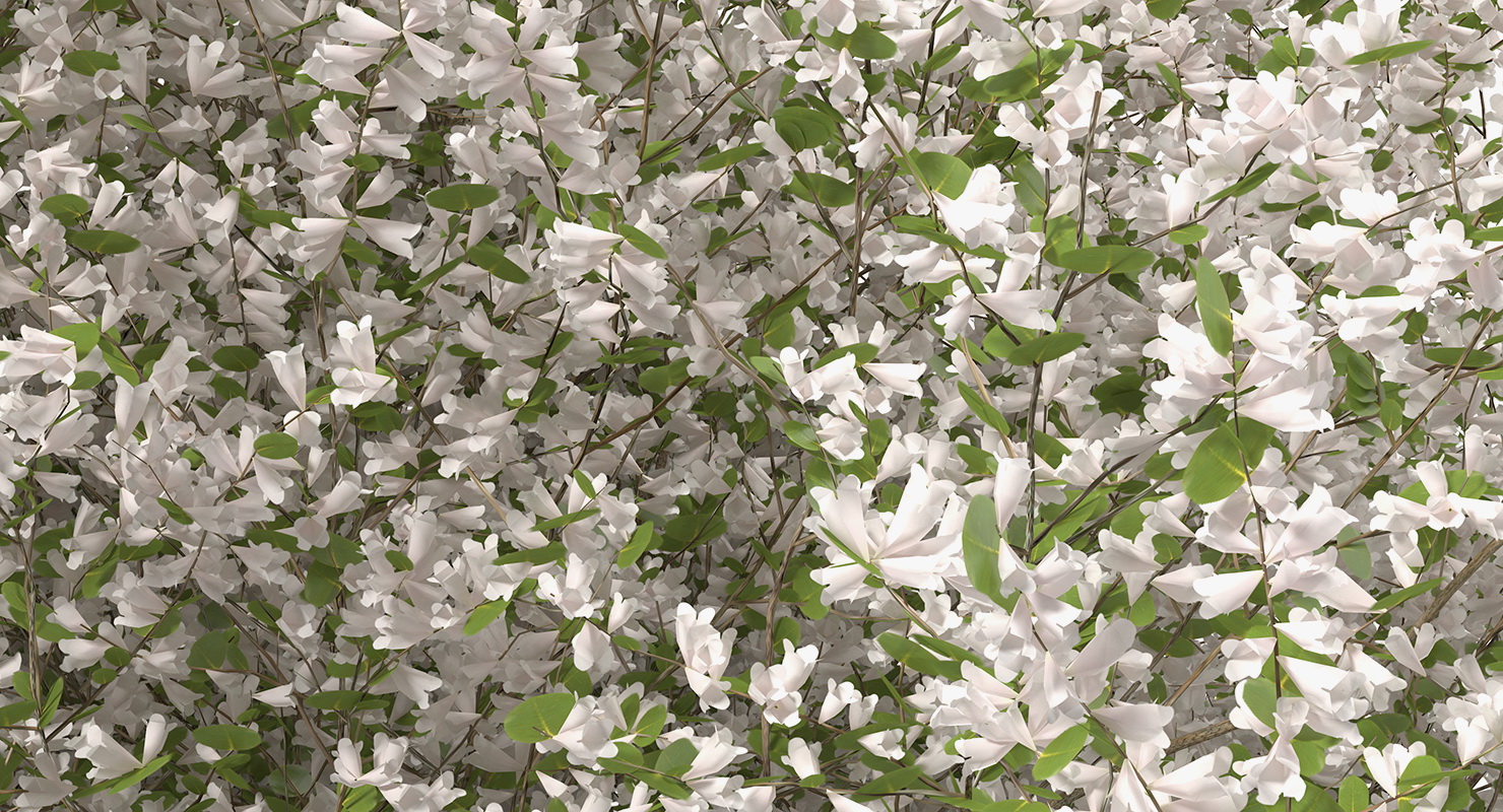 3D Bush Linnaea Amabilis