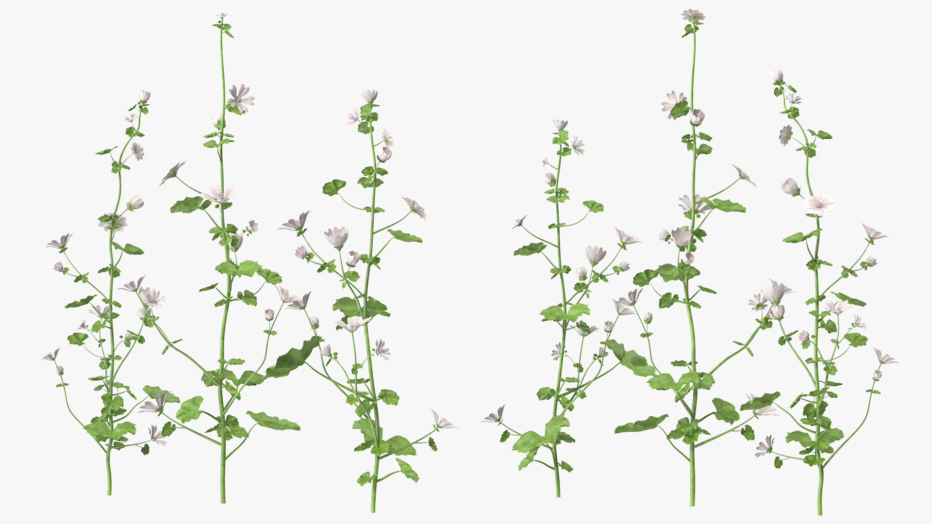 Wild Mallow Plants Set 3D