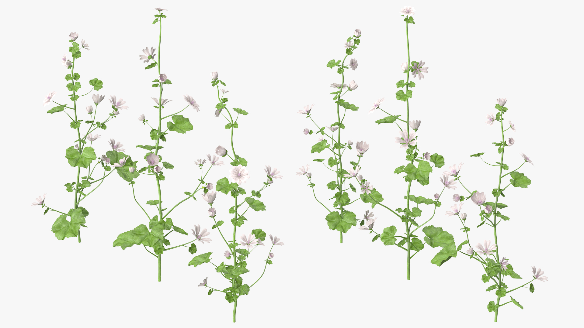 Wild Mallow Plants Set 3D