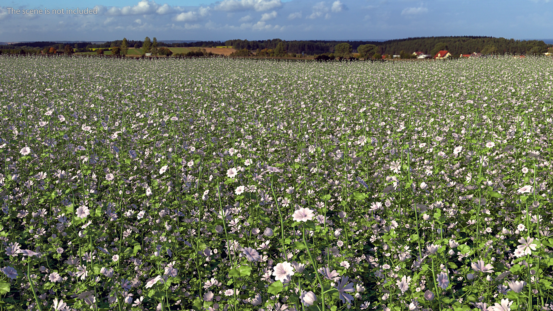 Wild Mallow Plants Set 3D