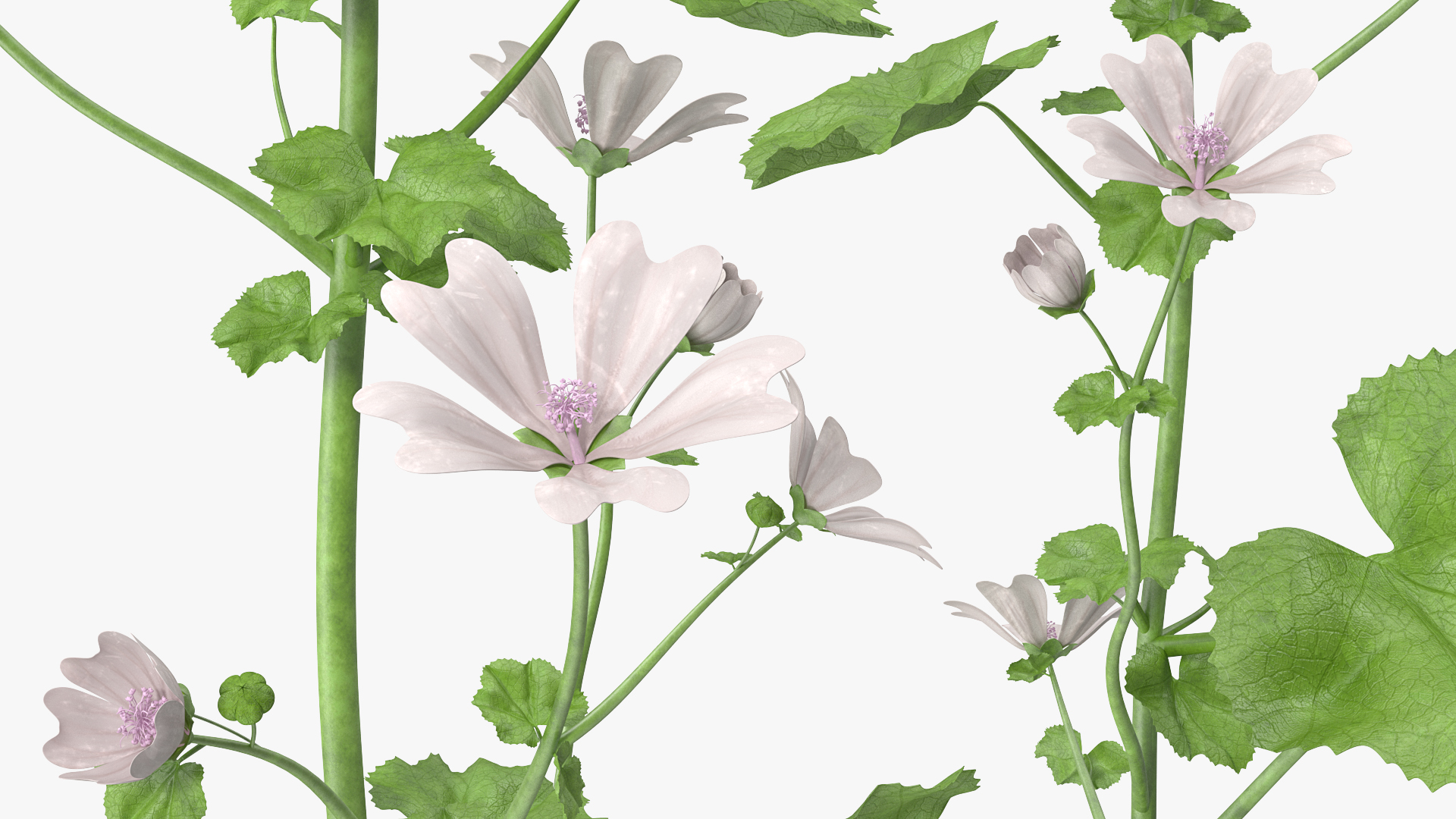 Wild Mallow Plants Set 3D