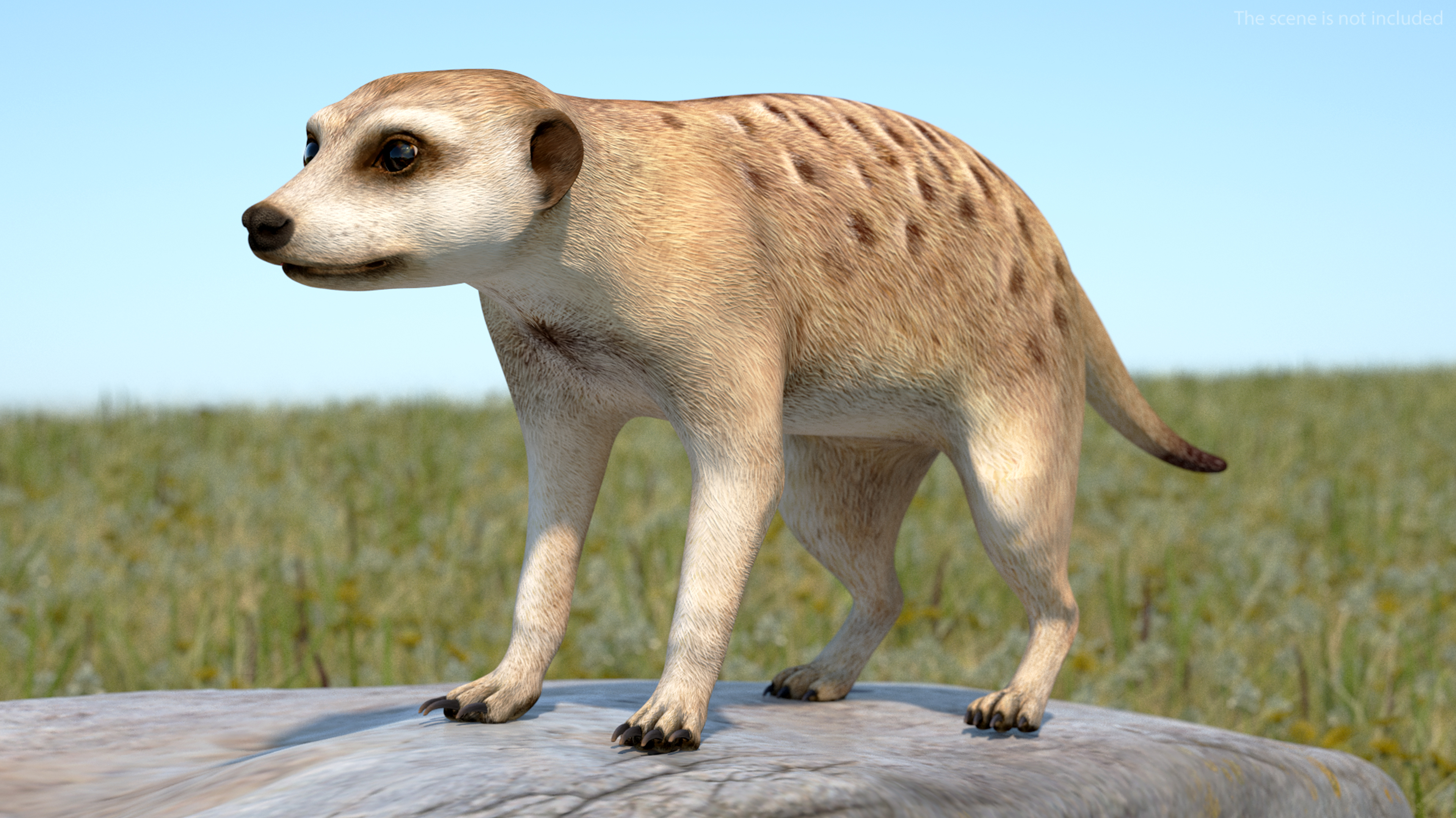 3D model Meerkat Neutral Pose