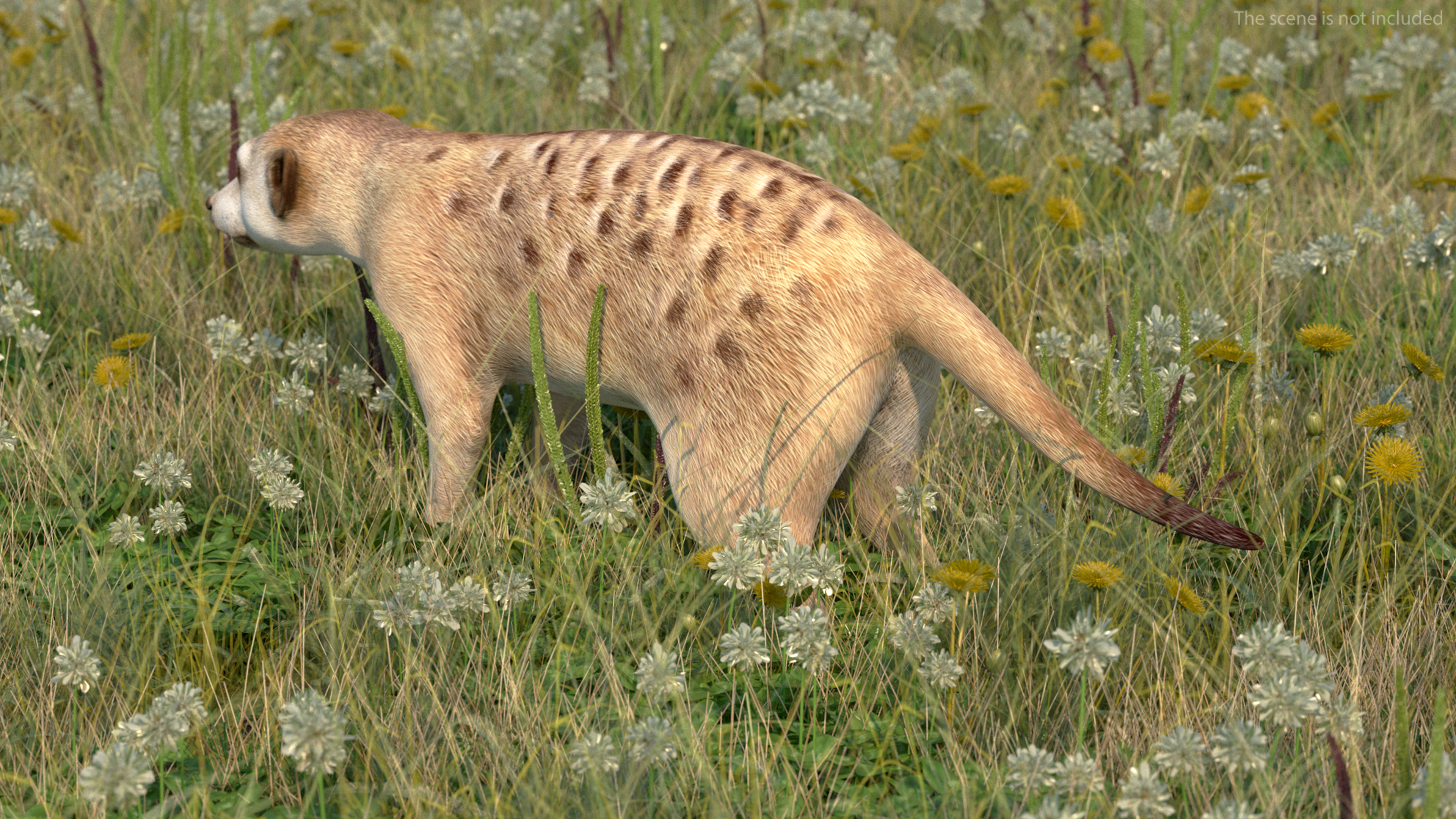 3D model Meerkat Neutral Pose