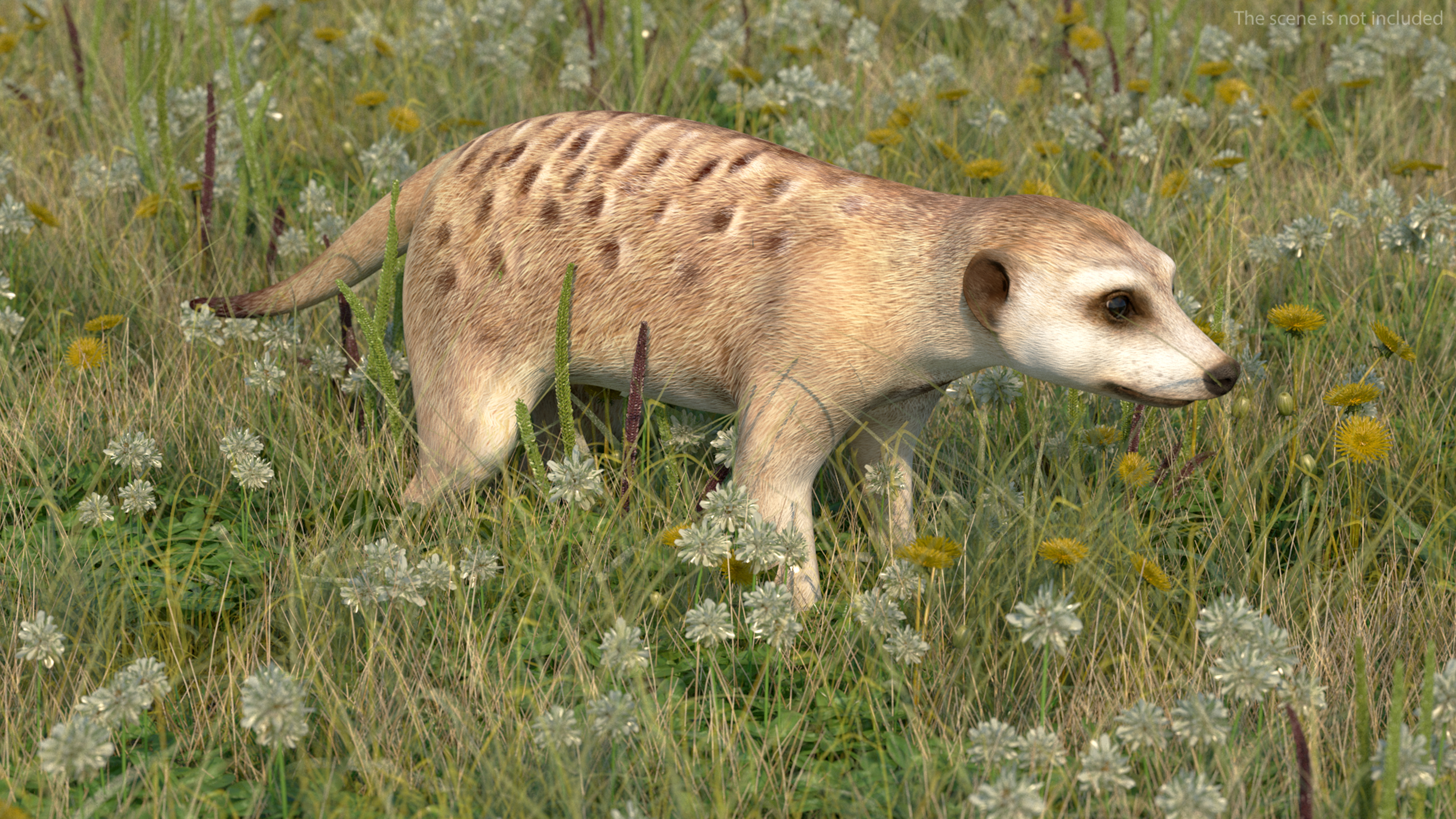 3D model Meerkat Neutral Pose