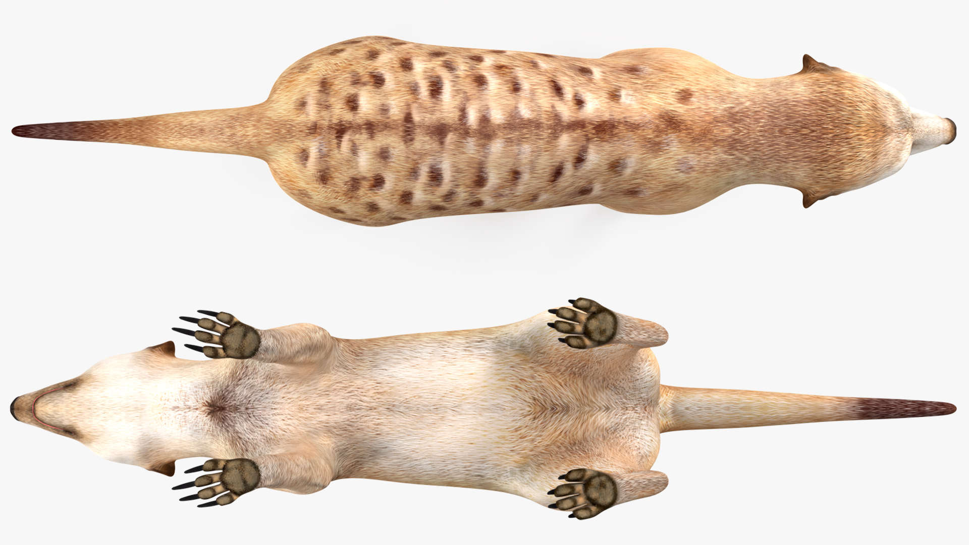 3D model Meerkat Neutral Pose
