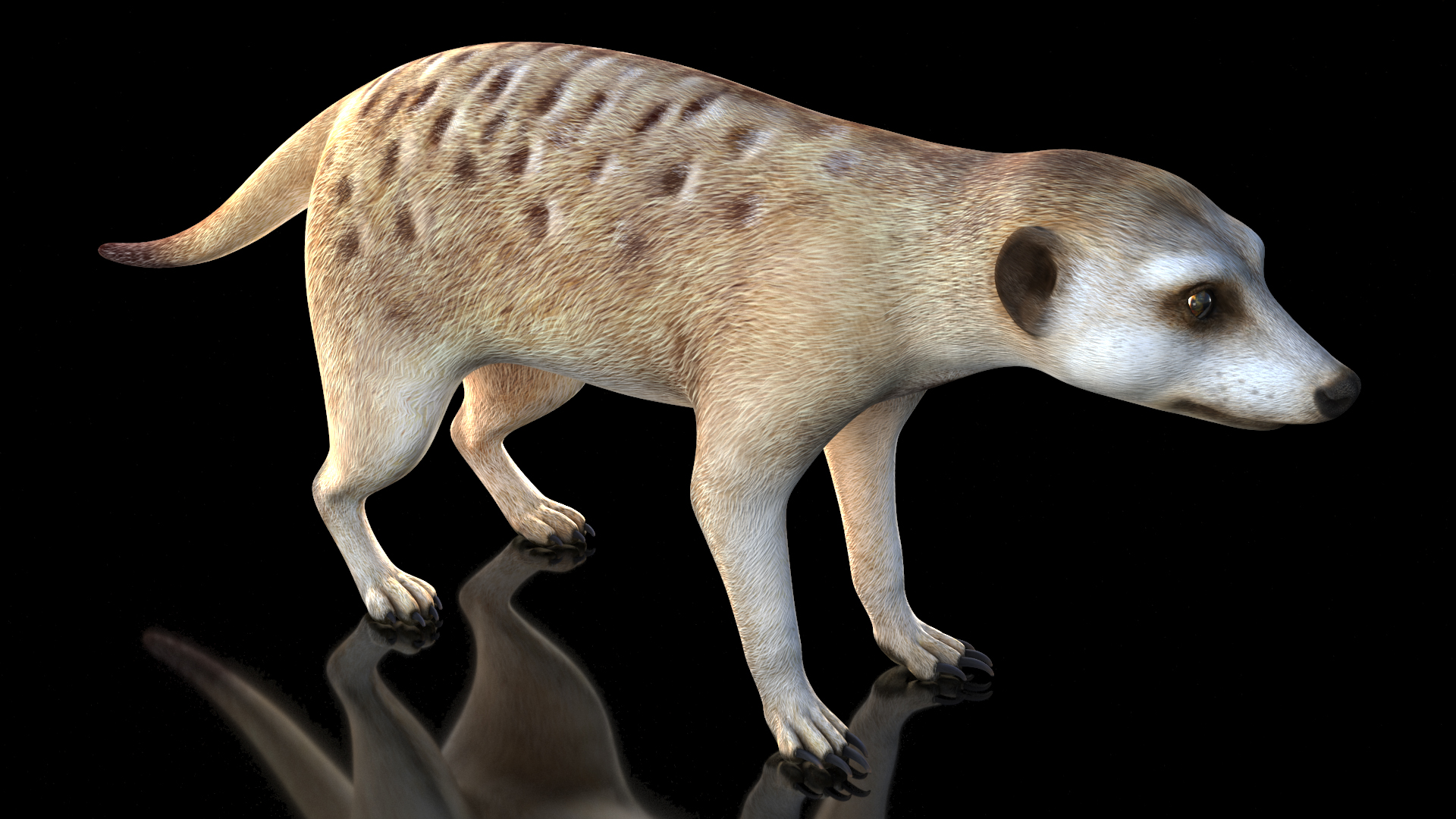 3D model Meerkat Neutral Pose