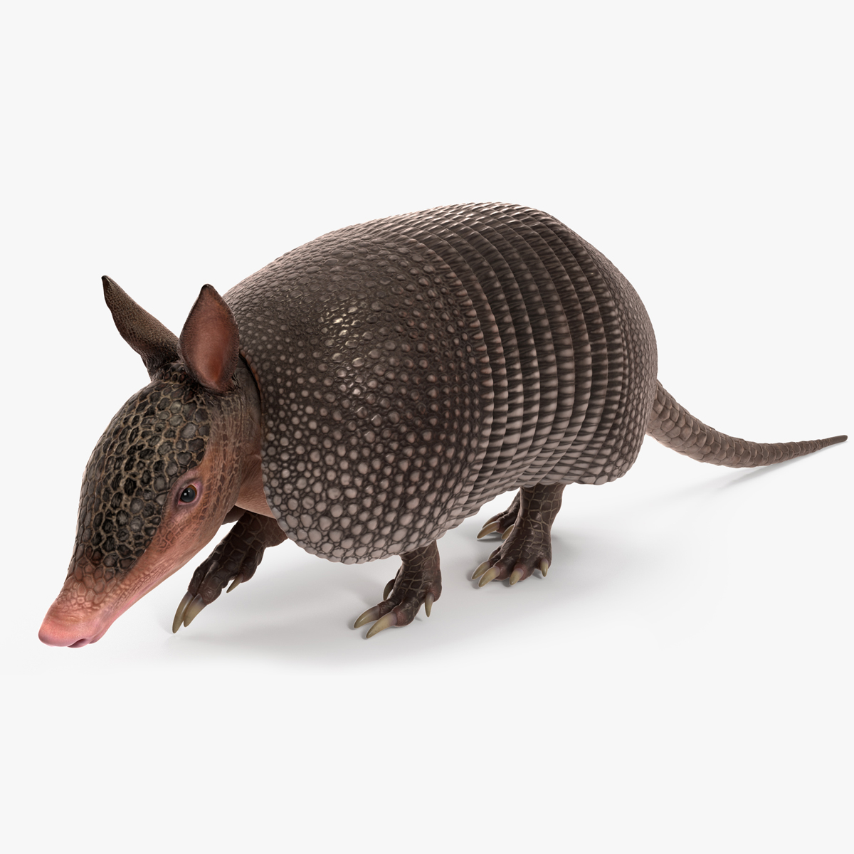 3D Armadillo Black Rigged for Maya