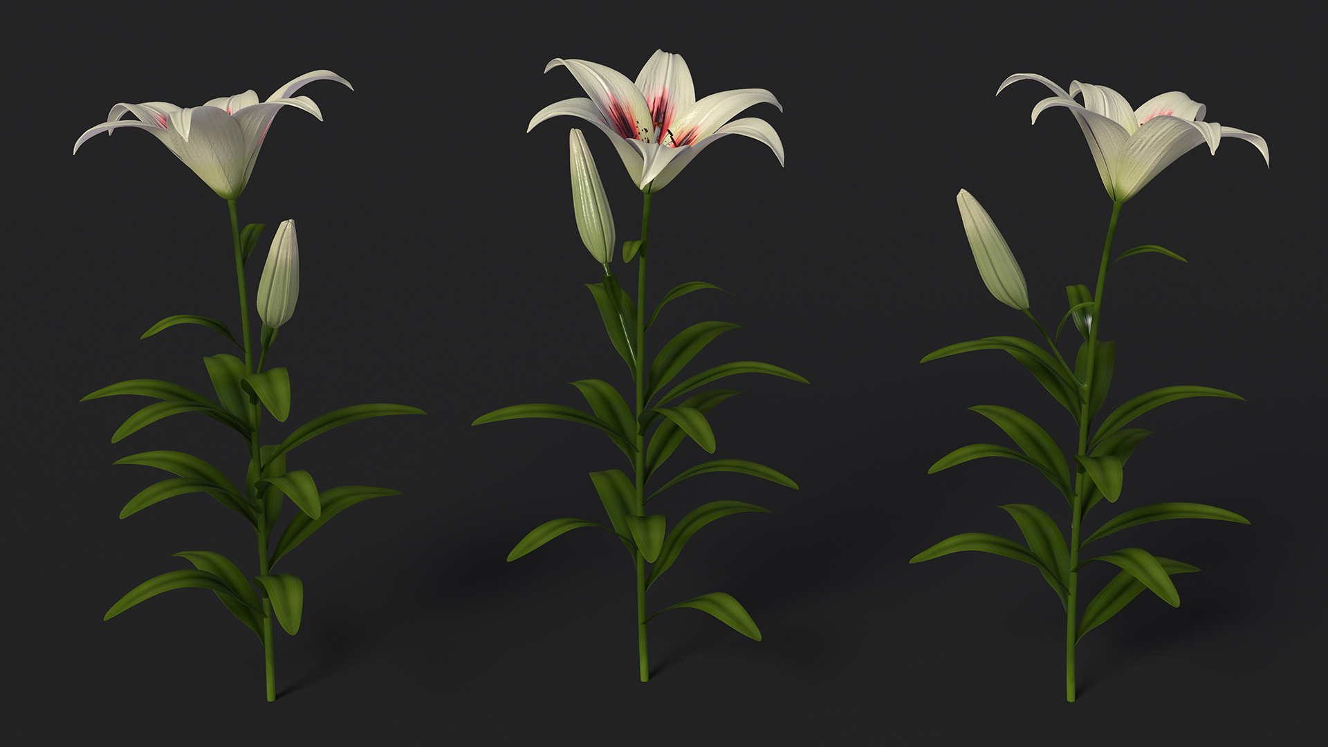 Realistic Lily Flower Plant 3D