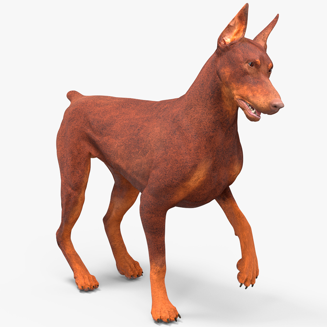 Doberman Dog Brown Rigged for Maya 3D model