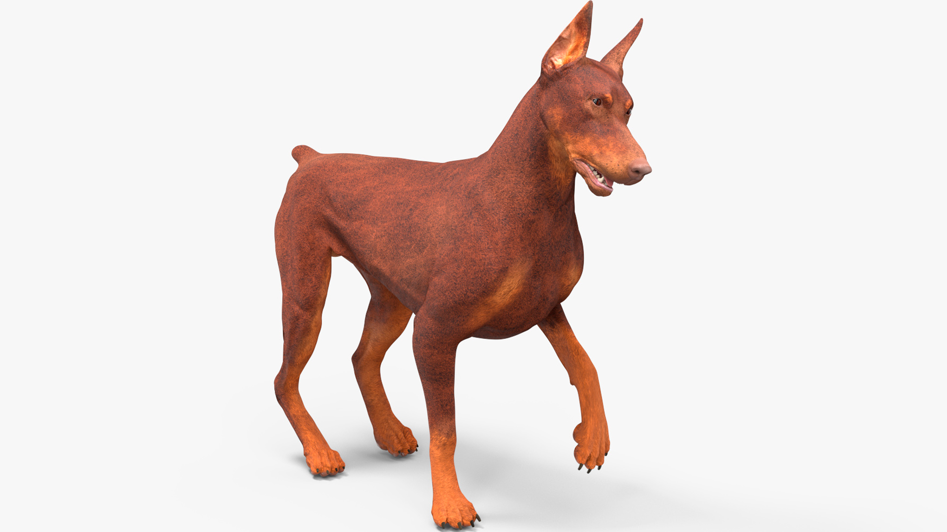 Doberman Dog Brown Rigged for Maya 3D model