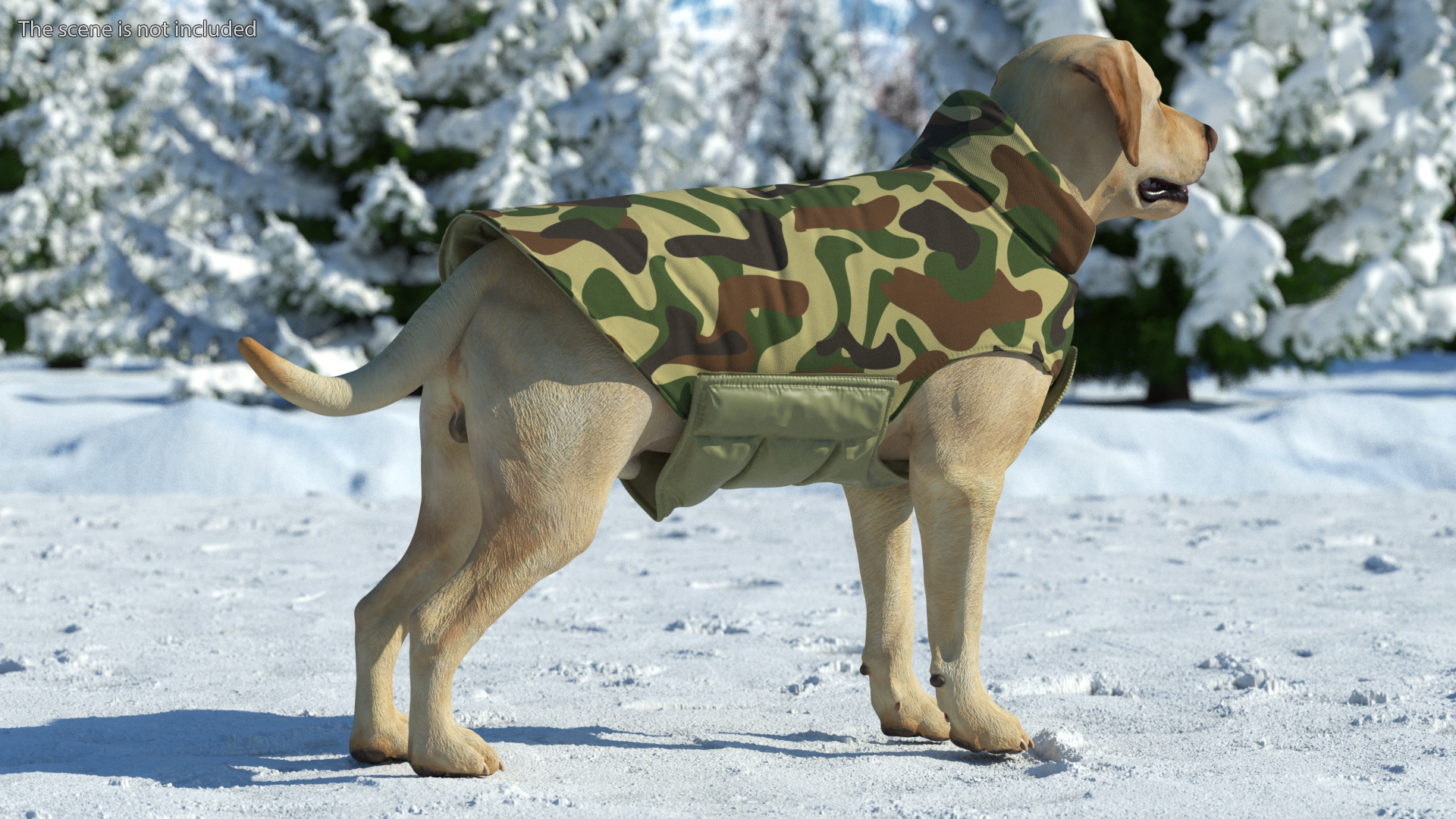Labrador Wearing Camouflage Coat 3D