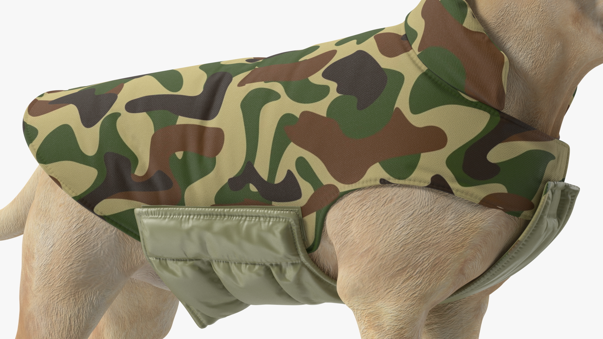 Labrador Wearing Camouflage Coat 3D