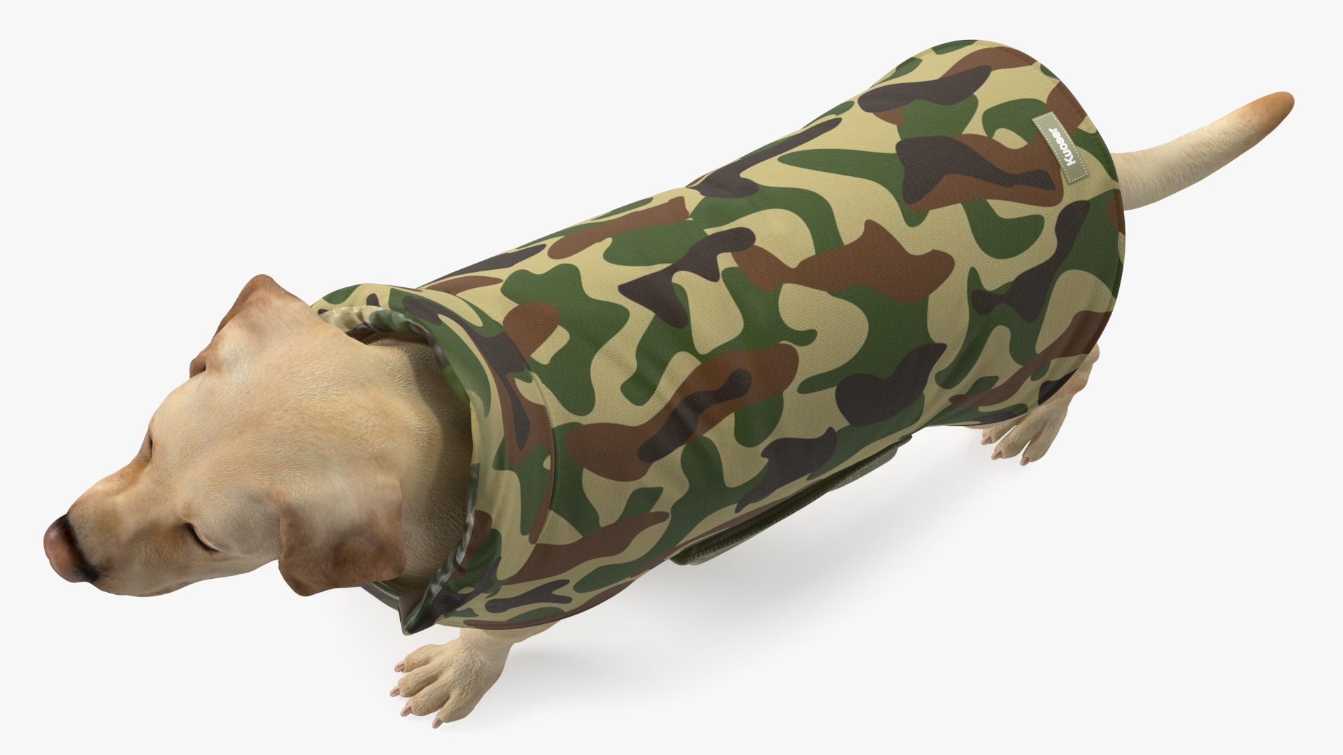 Labrador Wearing Camouflage Coat 3D
