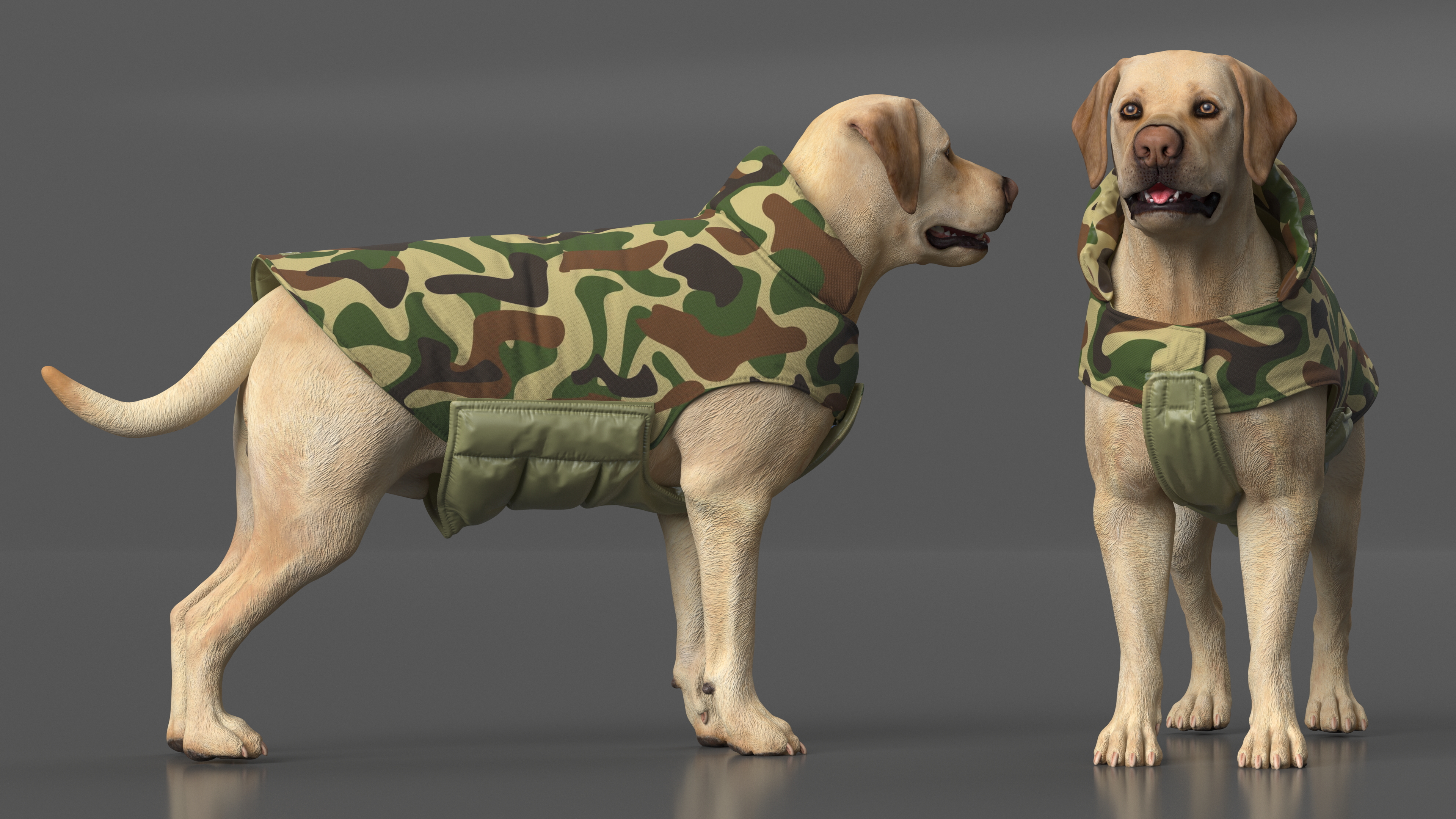 Labrador Wearing Camouflage Coat 3D