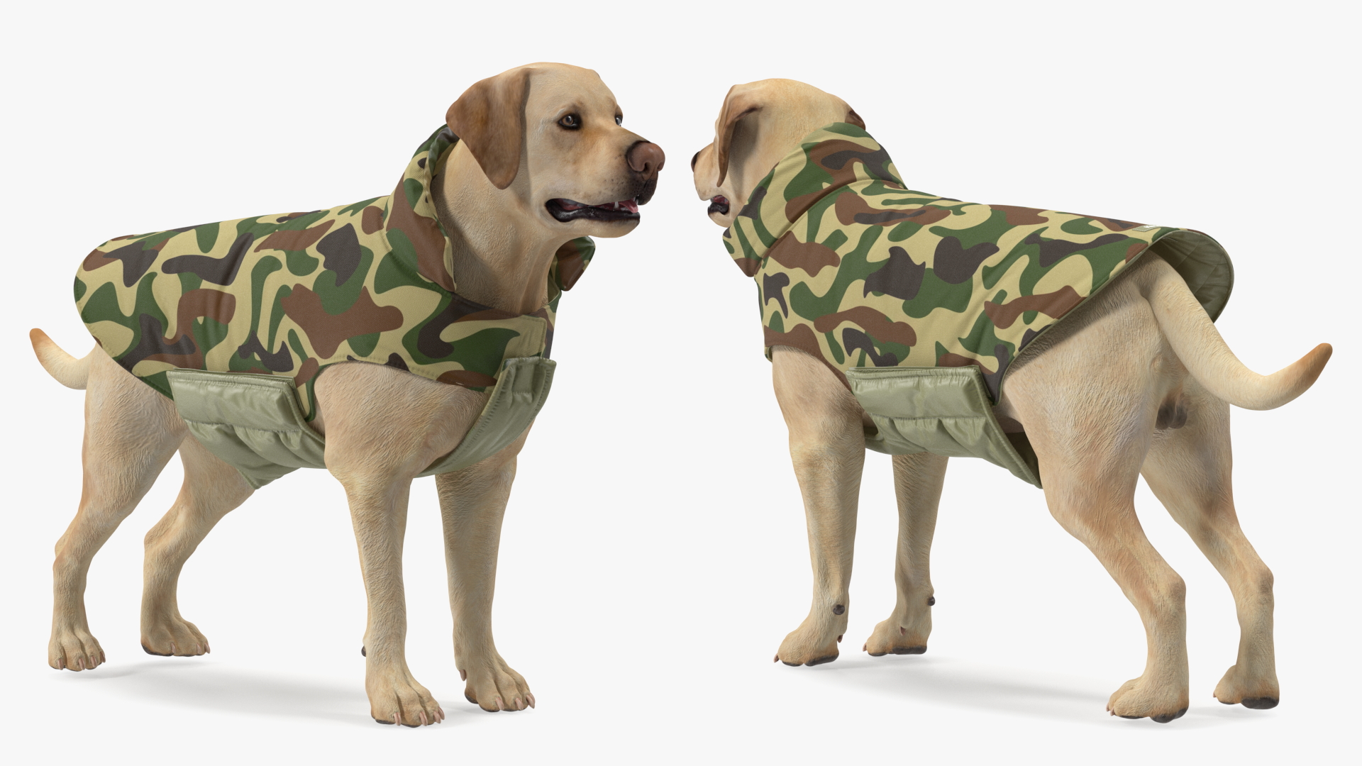 Labrador Wearing Camouflage Coat 3D