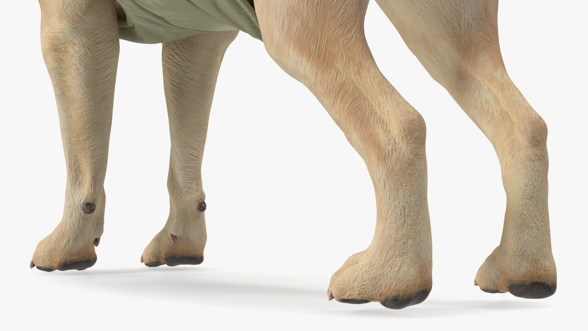 Labrador Wearing Camouflage Coat 3D