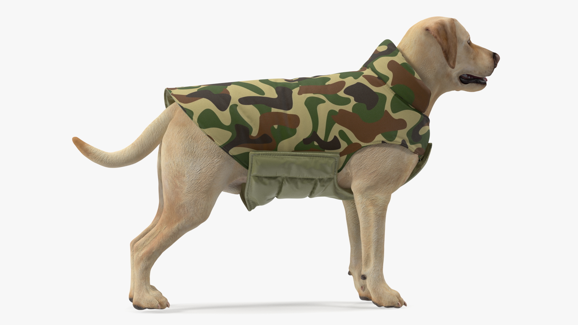 Labrador Wearing Camouflage Coat 3D