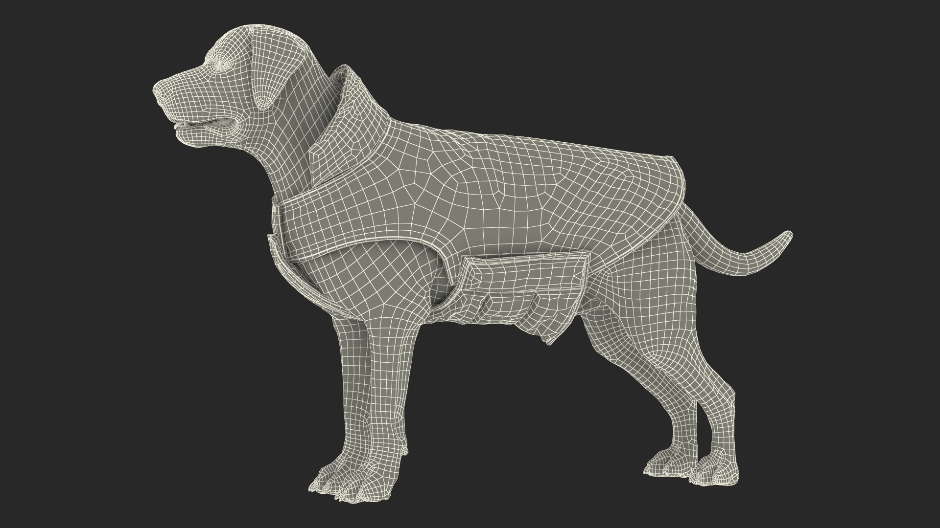 Labrador Wearing Camouflage Coat 3D