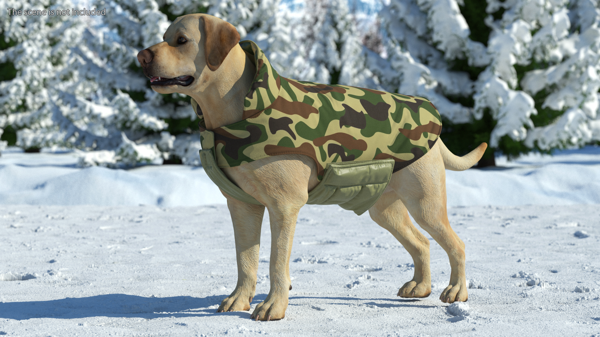 Labrador Wearing Camouflage Coat 3D