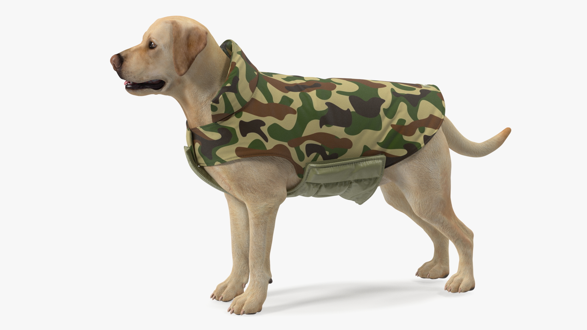 Labrador Wearing Camouflage Coat 3D