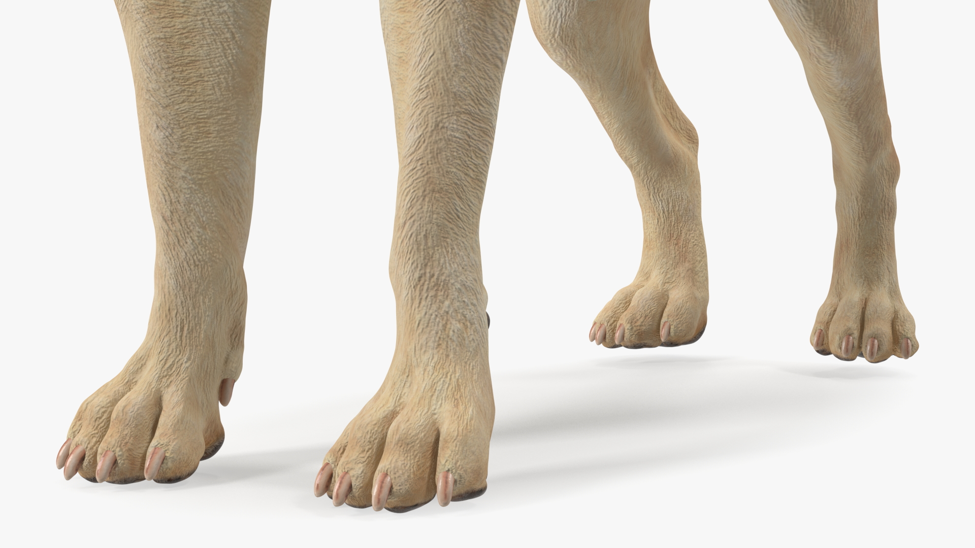 Labrador Wearing Camouflage Coat 3D