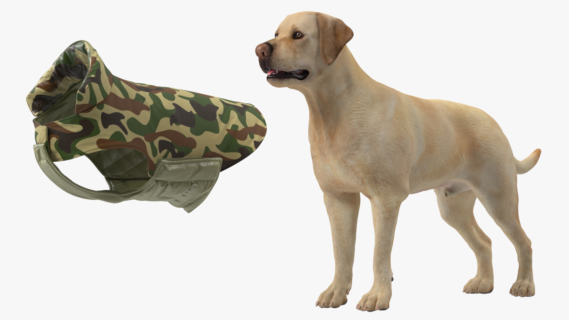 Labrador Wearing Camouflage Coat 3D