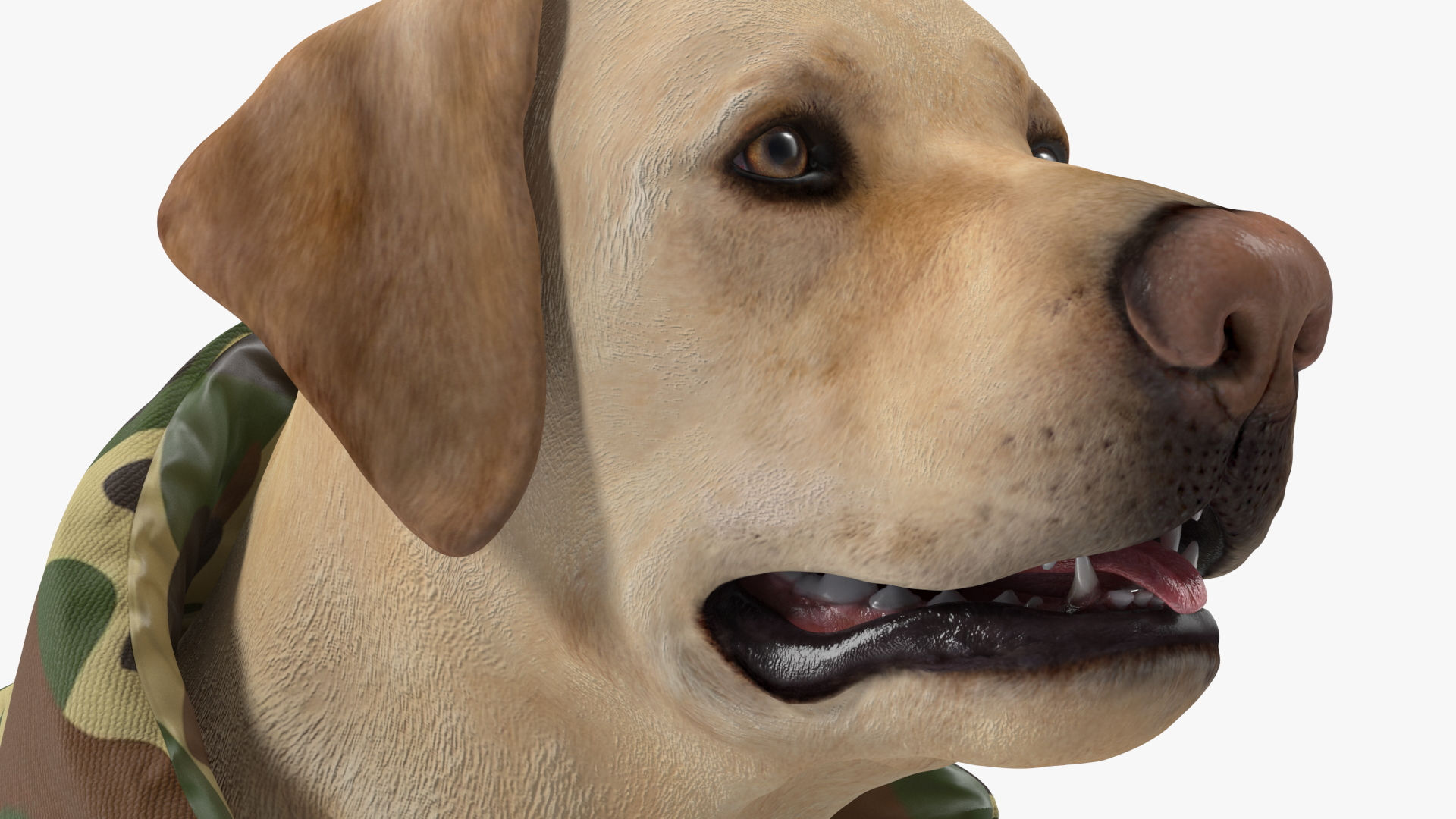 Labrador Wearing Camouflage Coat 3D