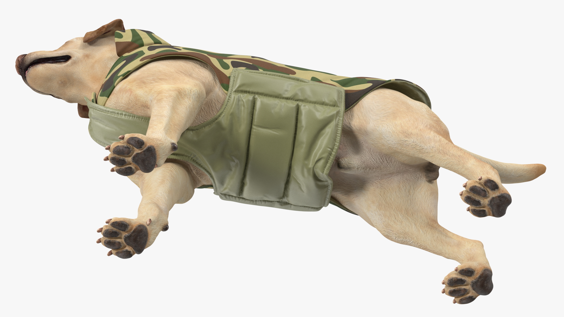 Labrador Wearing Camouflage Coat 3D
