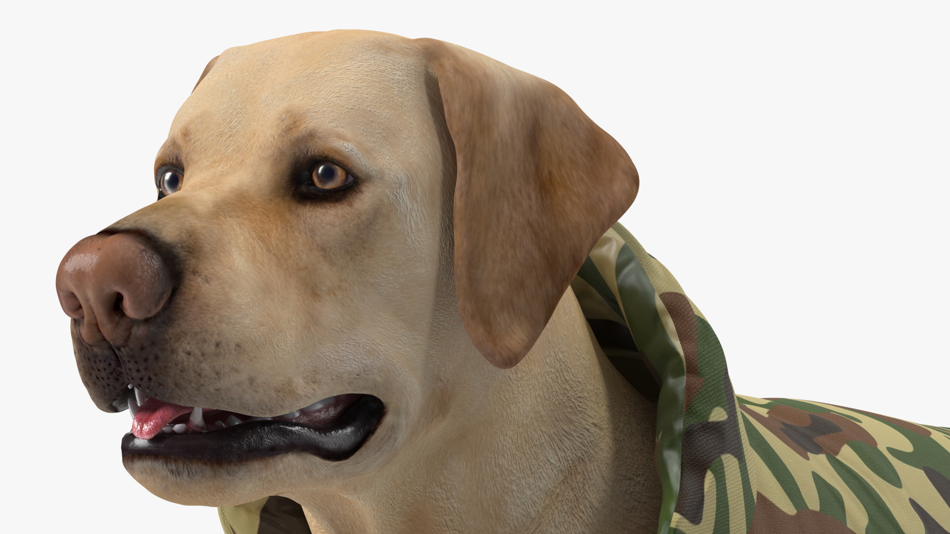 Labrador Wearing Camouflage Coat 3D