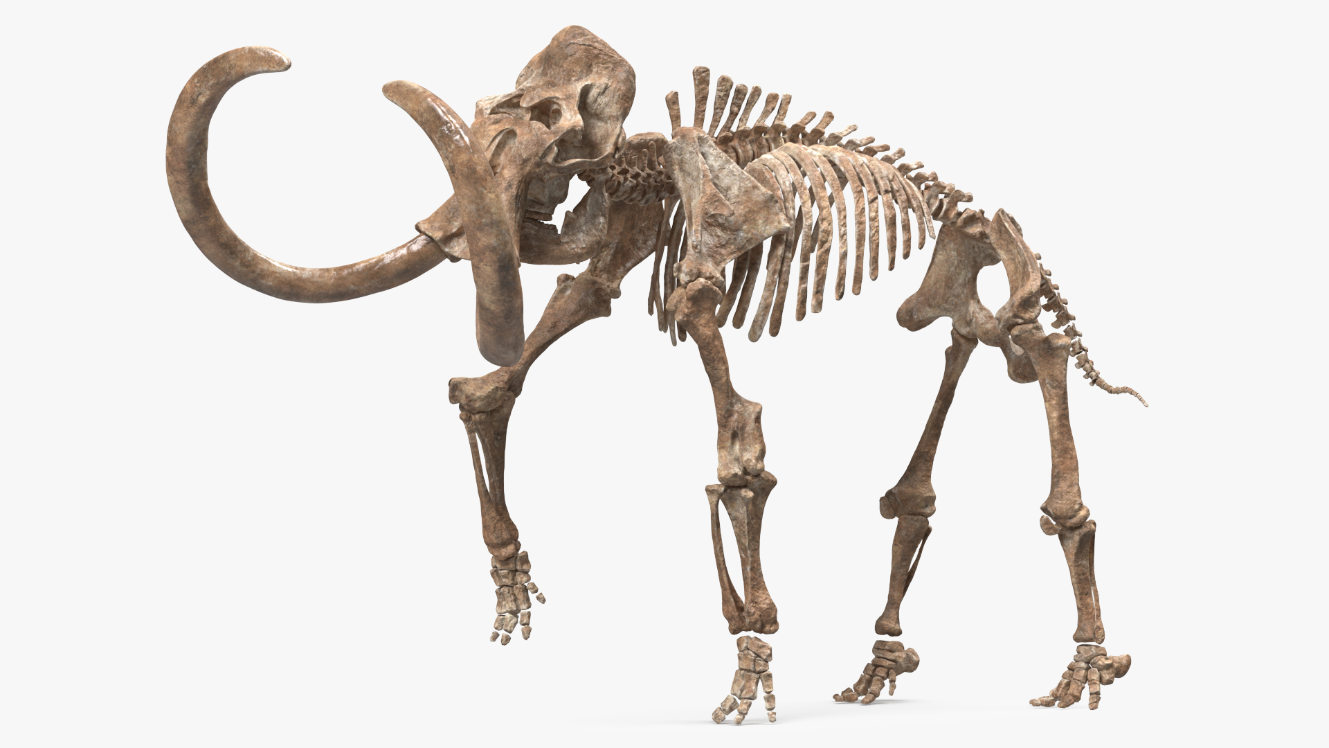 Mammoth Skeleton Old Bones Walking Pose 3D model