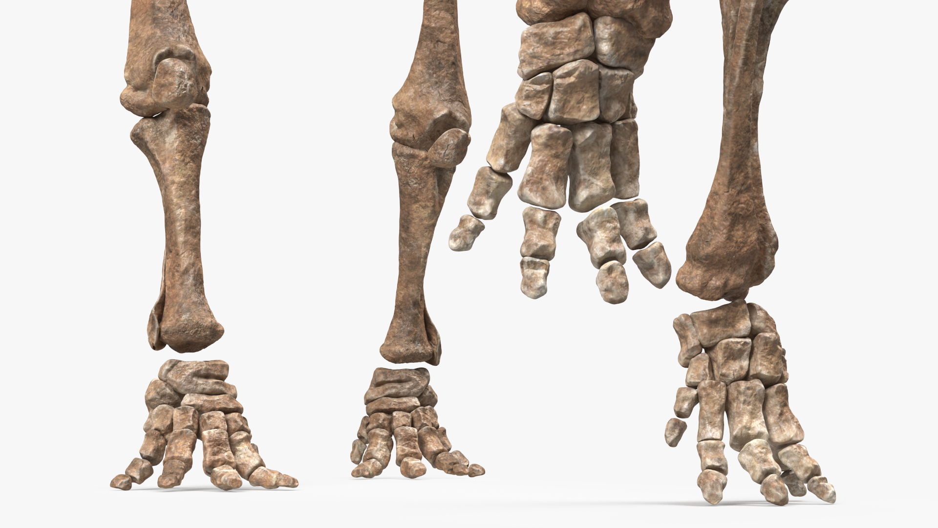 Mammoth Skeleton Old Bones Walking Pose 3D model