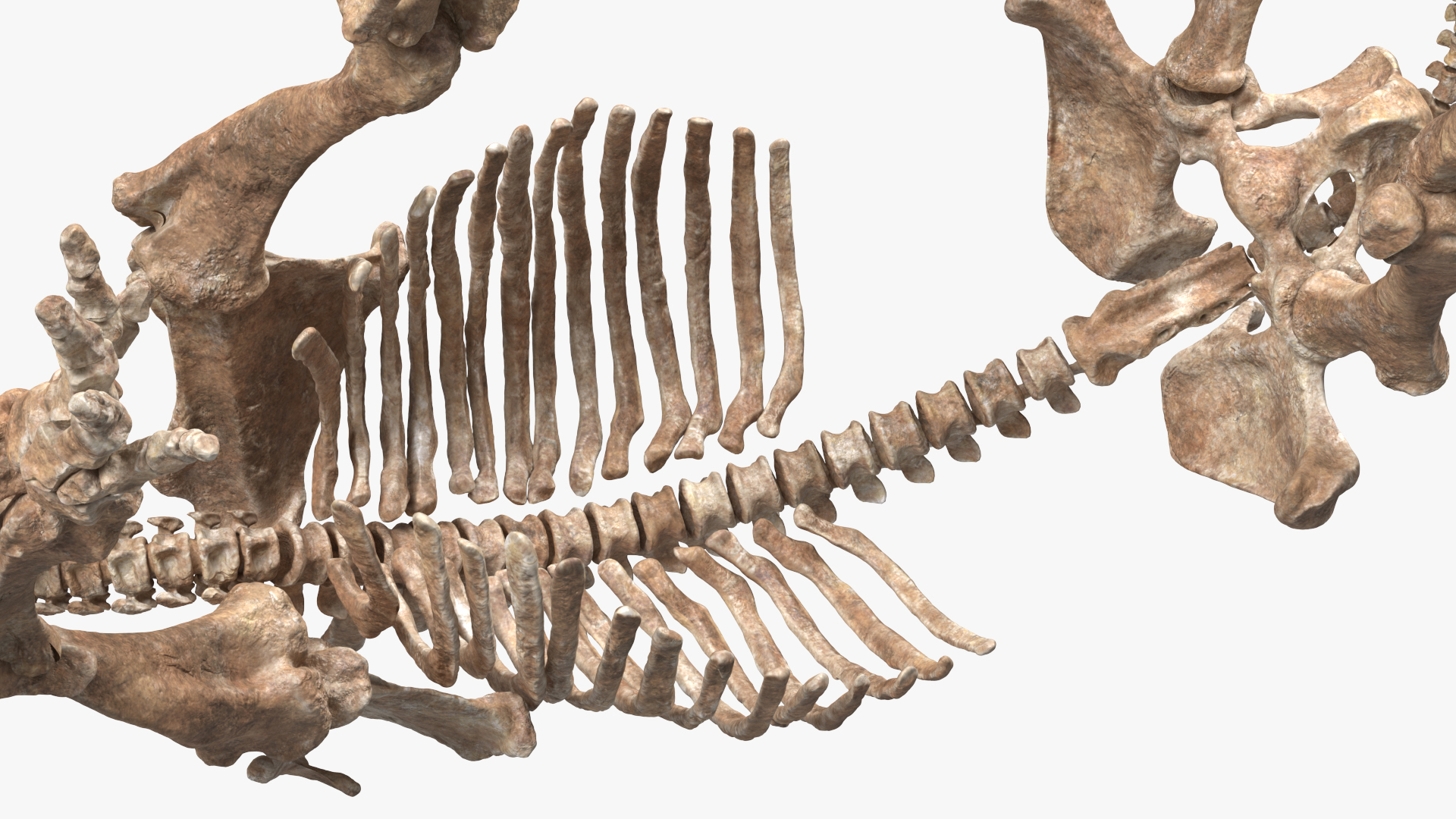 Mammoth Skeleton Old Bones Walking Pose 3D model