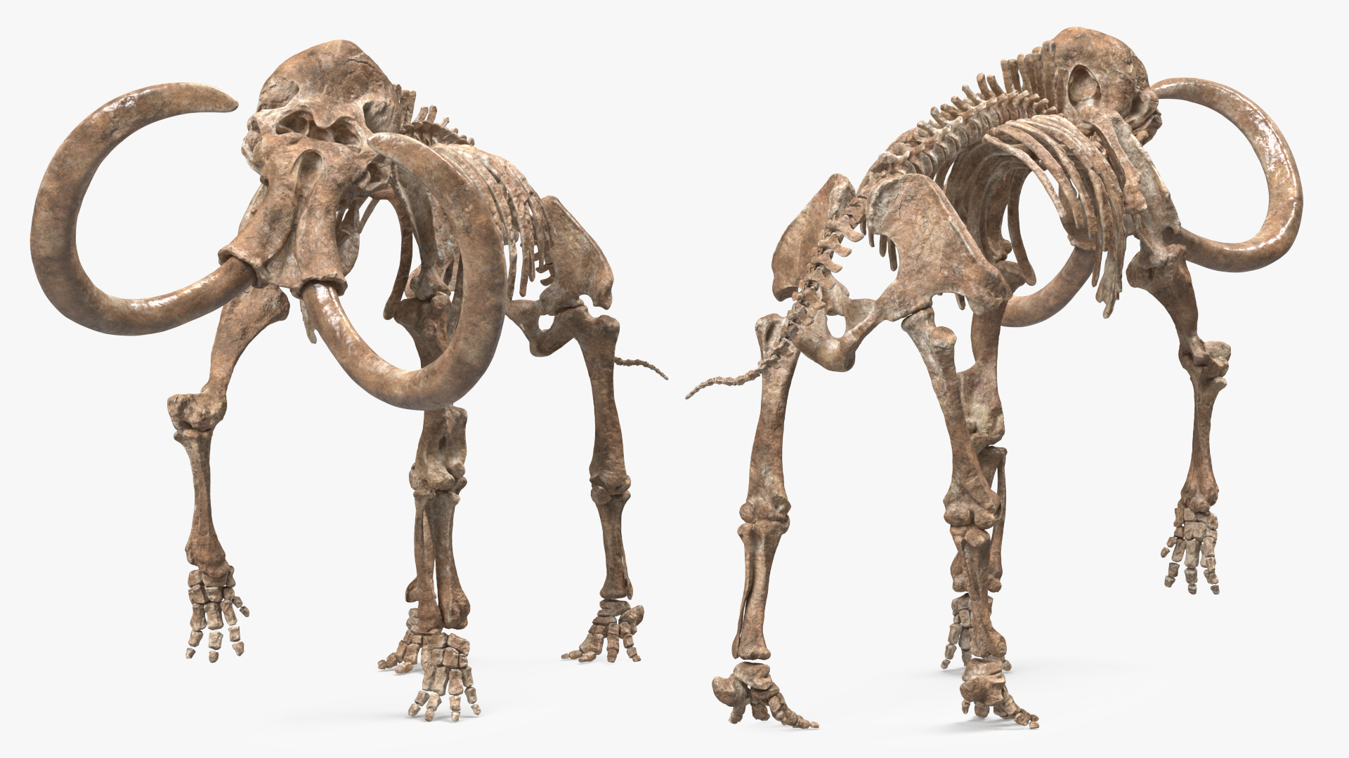 Mammoth Skeleton Old Bones Walking Pose 3D model