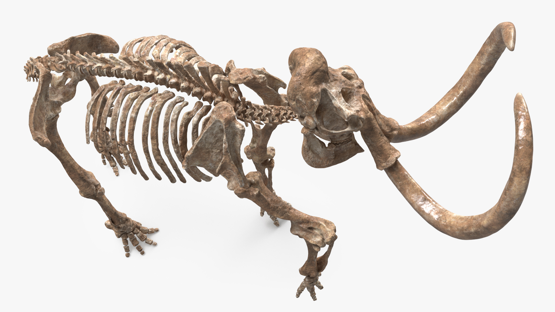 Mammoth Skeleton Old Bones Walking Pose 3D model