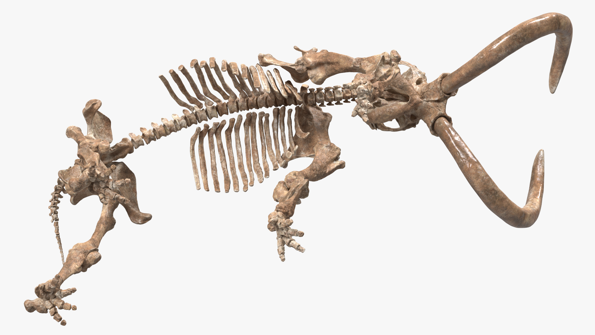Mammoth Skeleton Old Bones Walking Pose 3D model