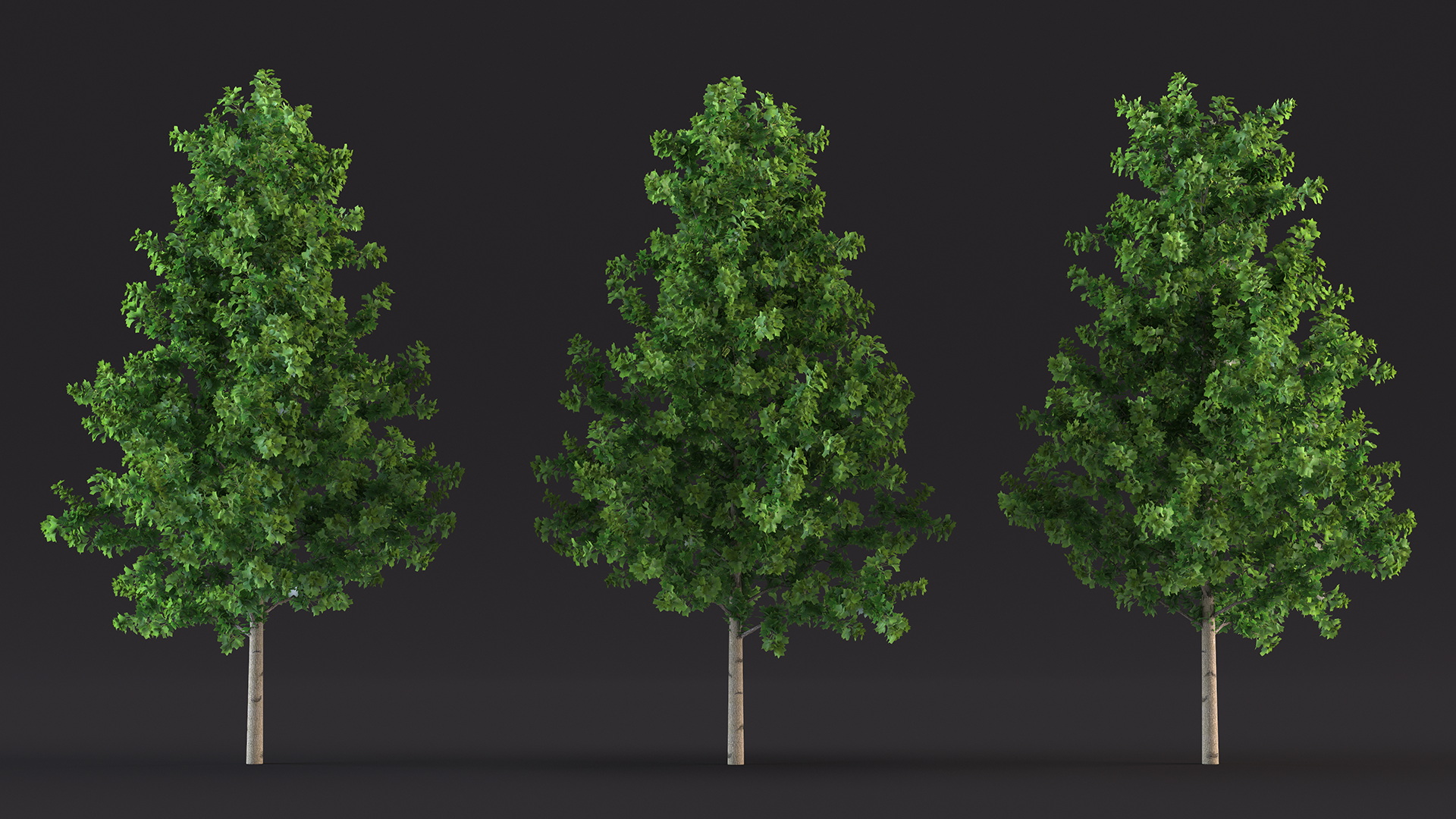 Realistic Young Poplar Tree 3D