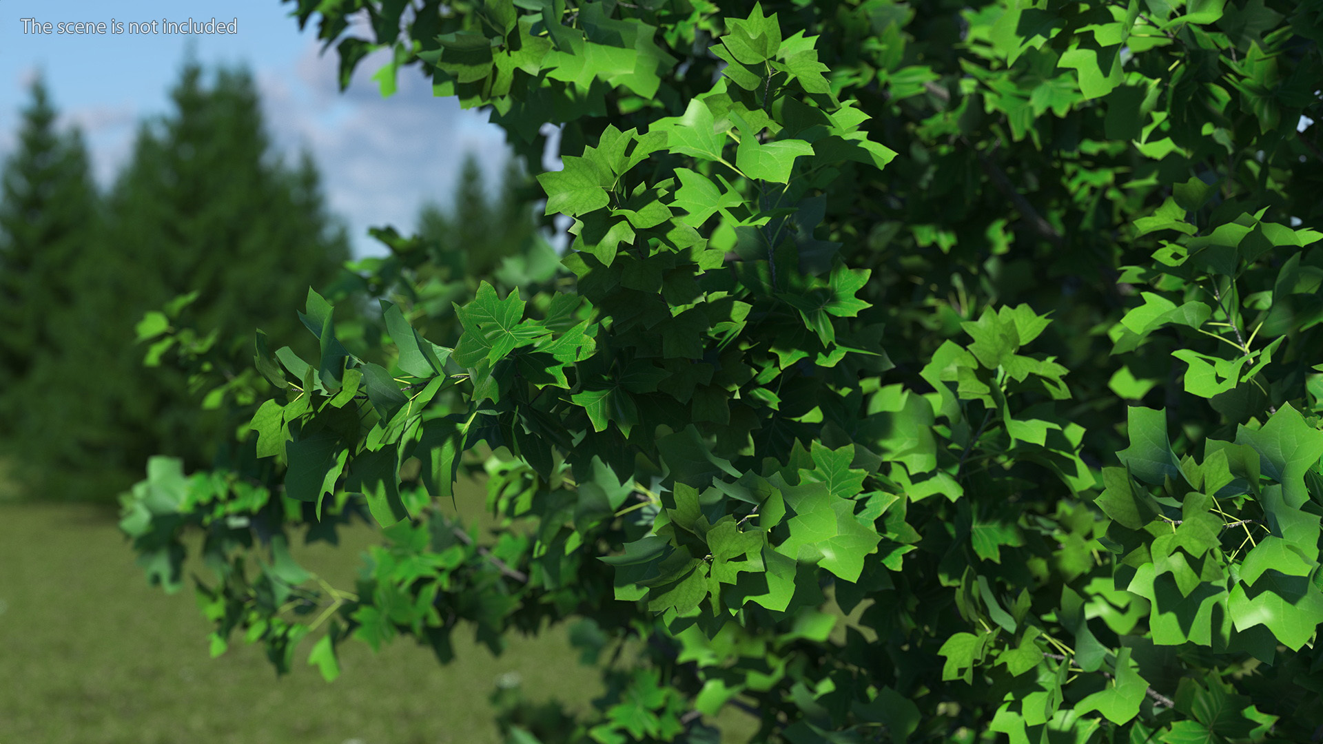 Realistic Young Poplar Tree 3D