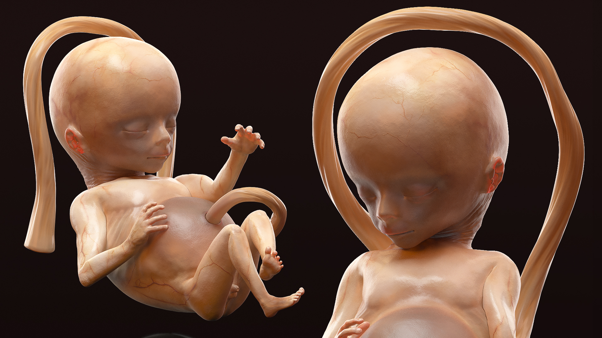Human Fetus 16 Weeks Rigged 3D