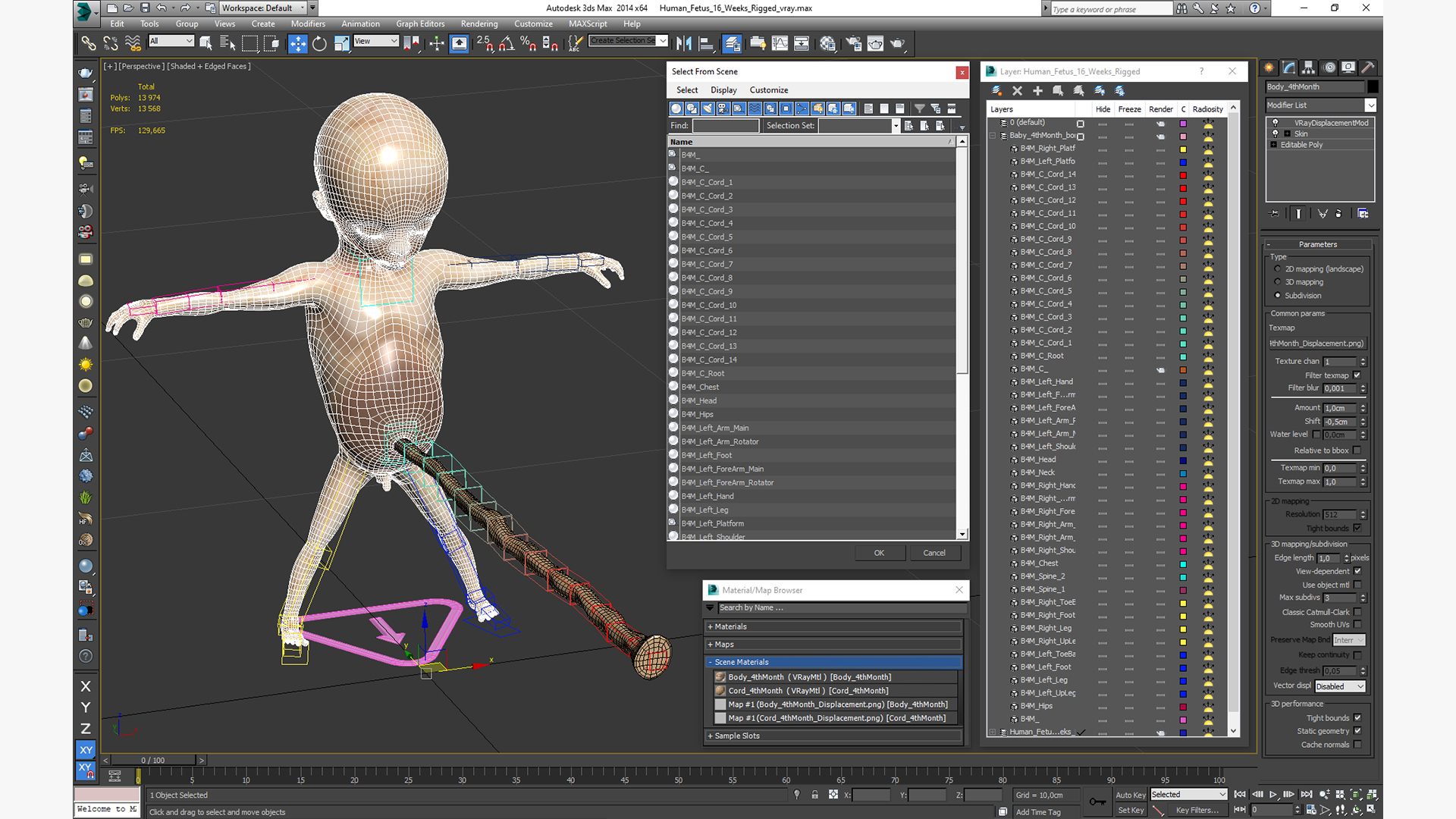 Human Fetus 16 Weeks Rigged 3D