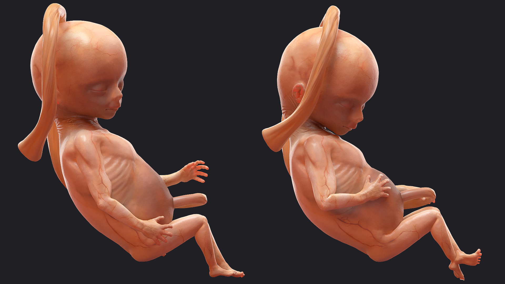 Human Fetus 16 Weeks Rigged 3D